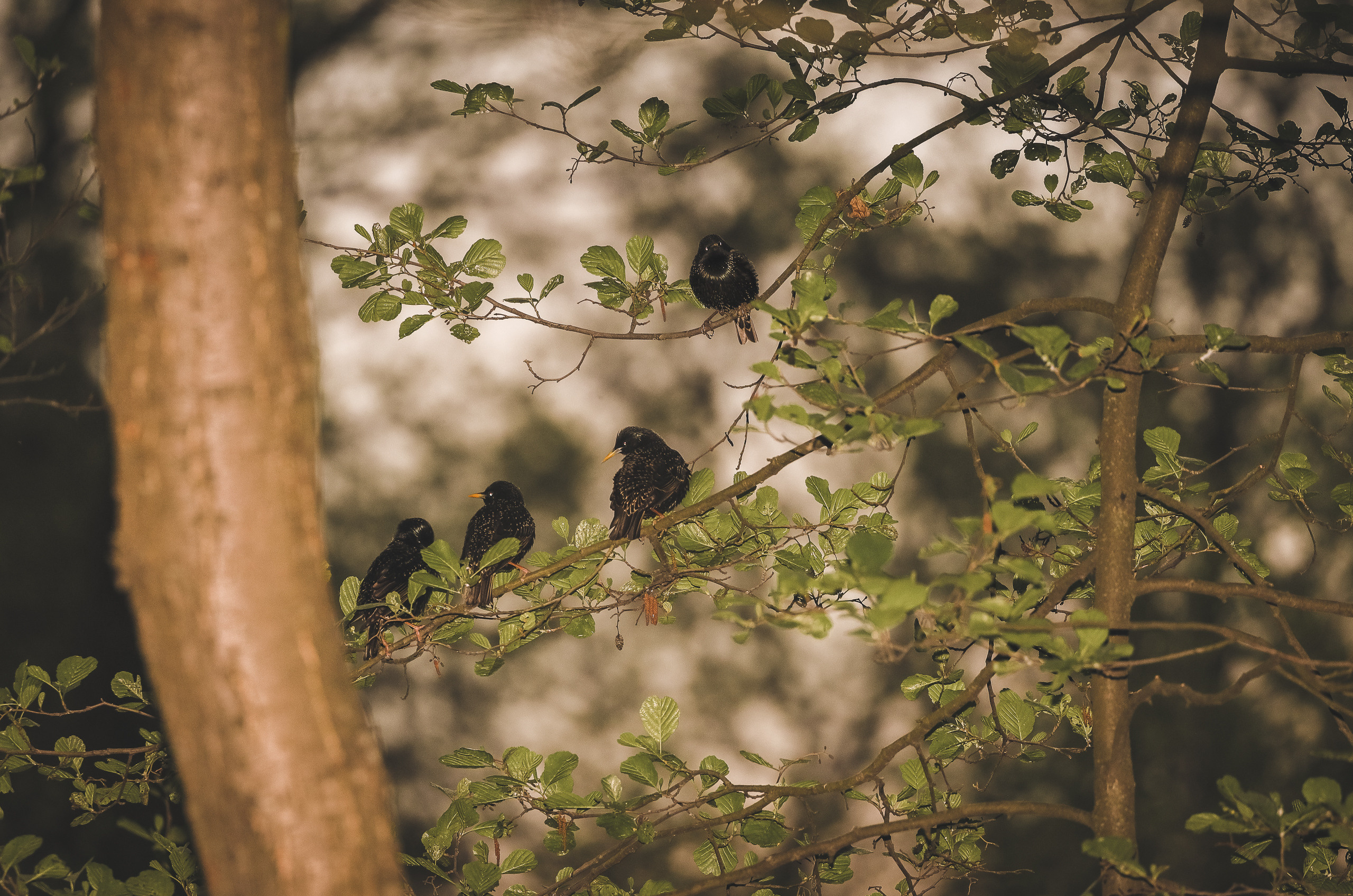 По ранжиру скворцы на ветке