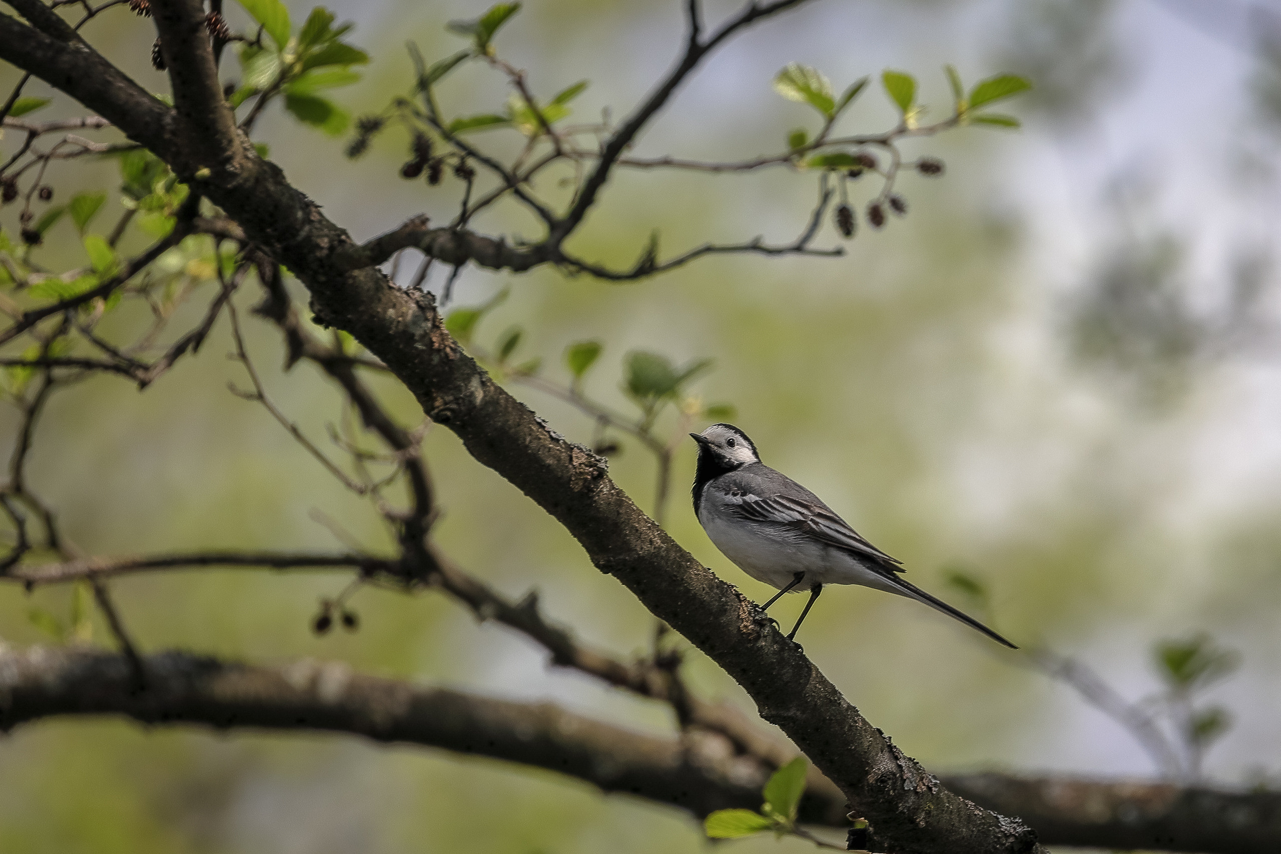 Белая трясогузка весной фотография