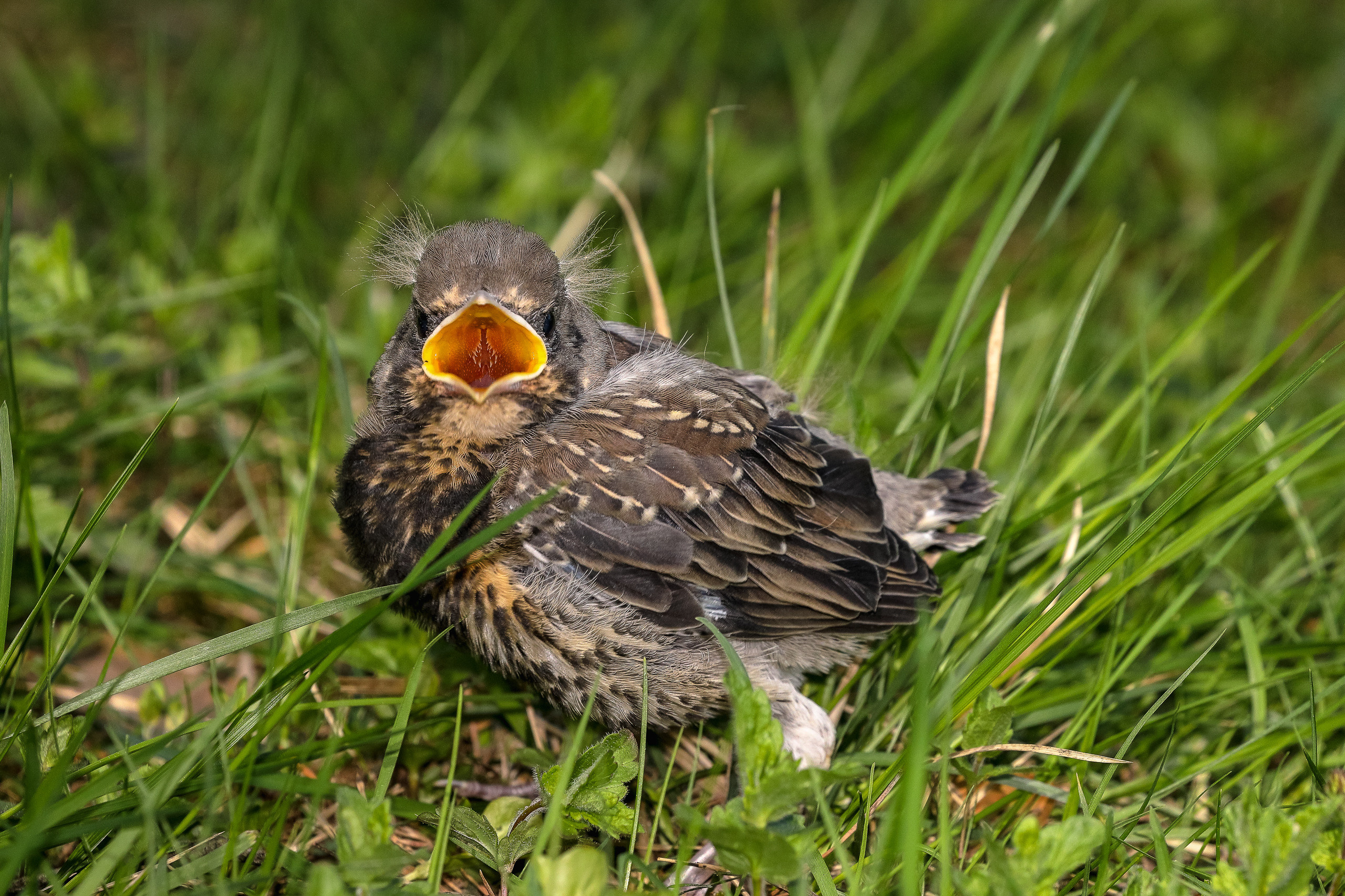 Птенец слеток дрозда с открытым клювом
