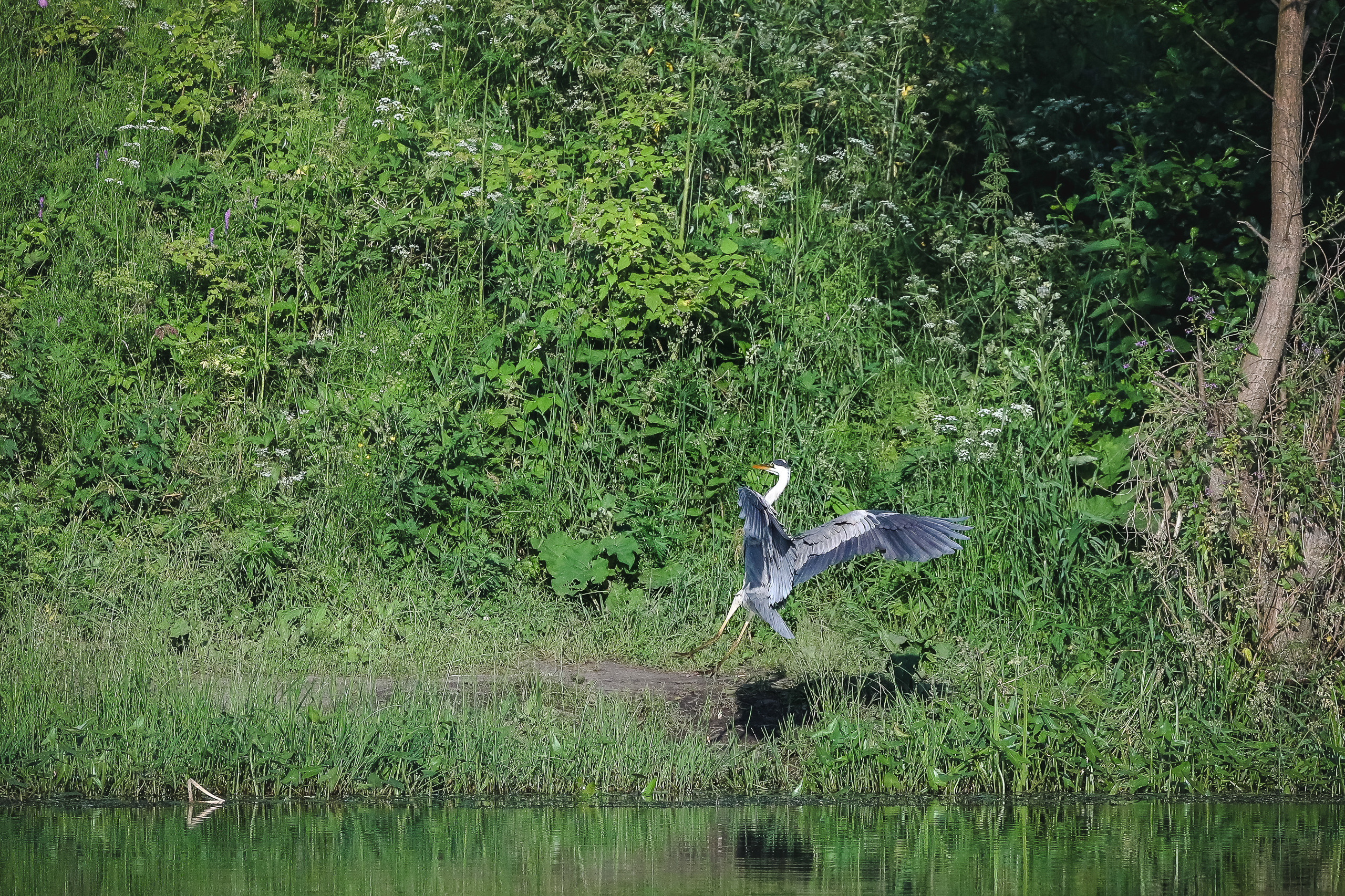 Приземление серой цапли