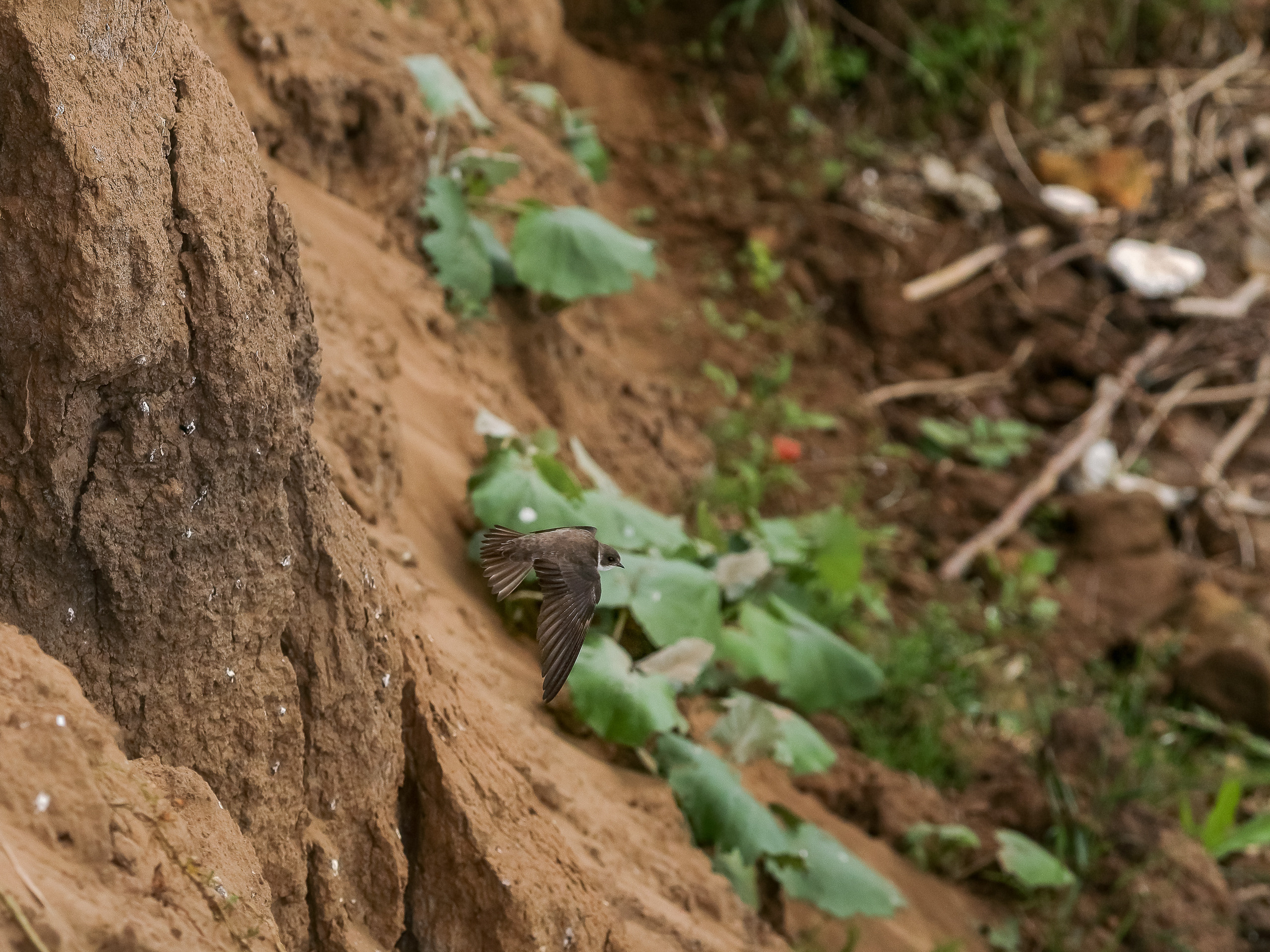 Береговая ласточка гнездится на отвесных песчаных обрывах