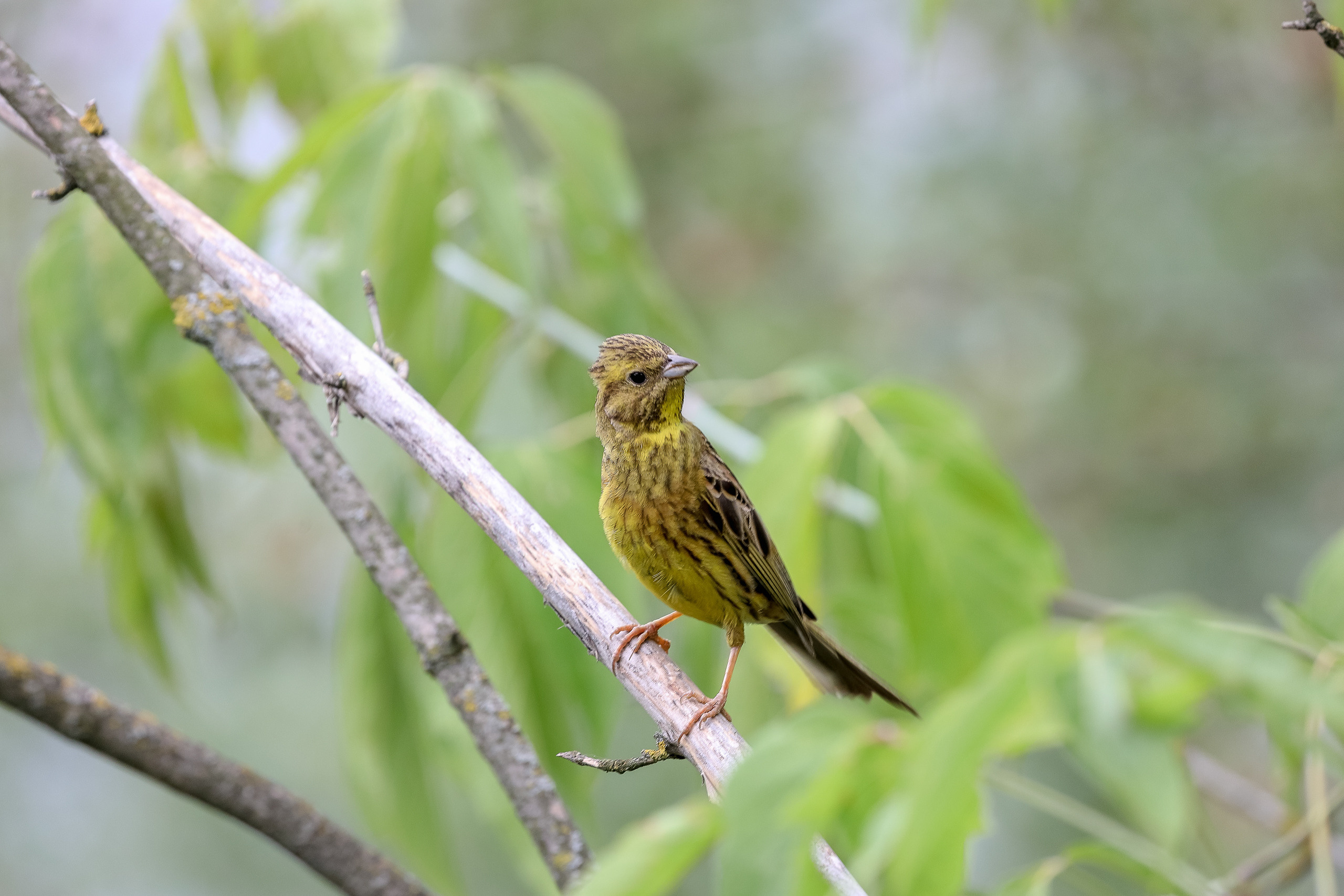 Овсянка обыкновенная самец