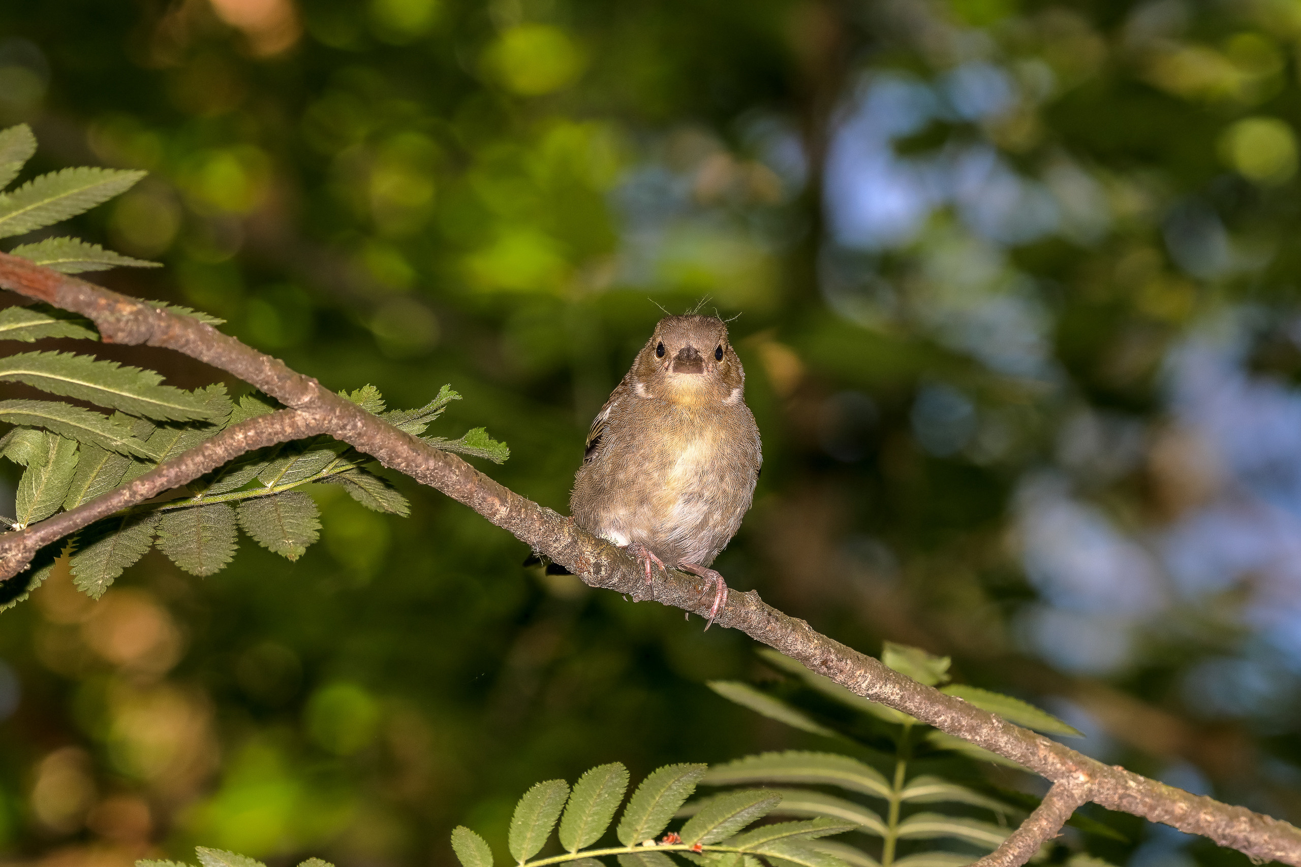 Гималайский вьюрок на рябине
