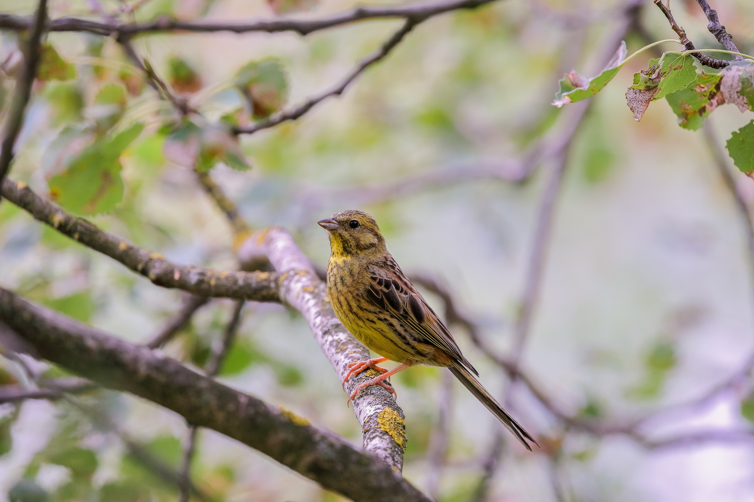 Птица овсянка на фотосъемке