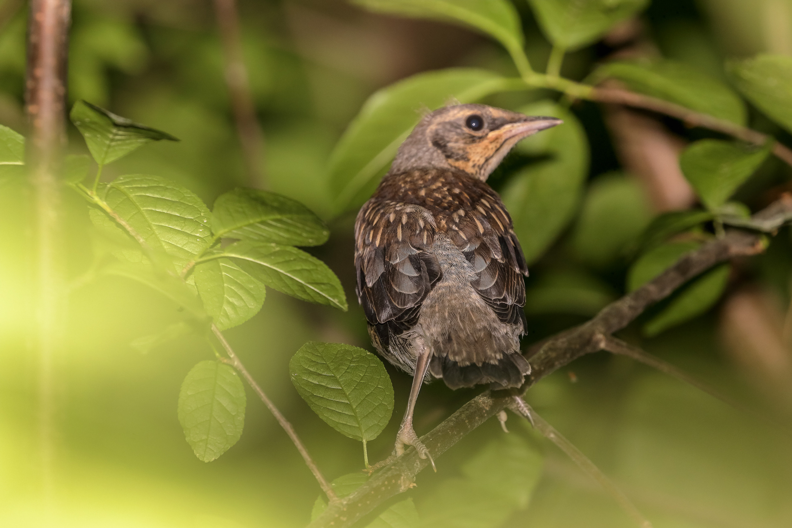Дрозд рябинник, вид европейских дроздов