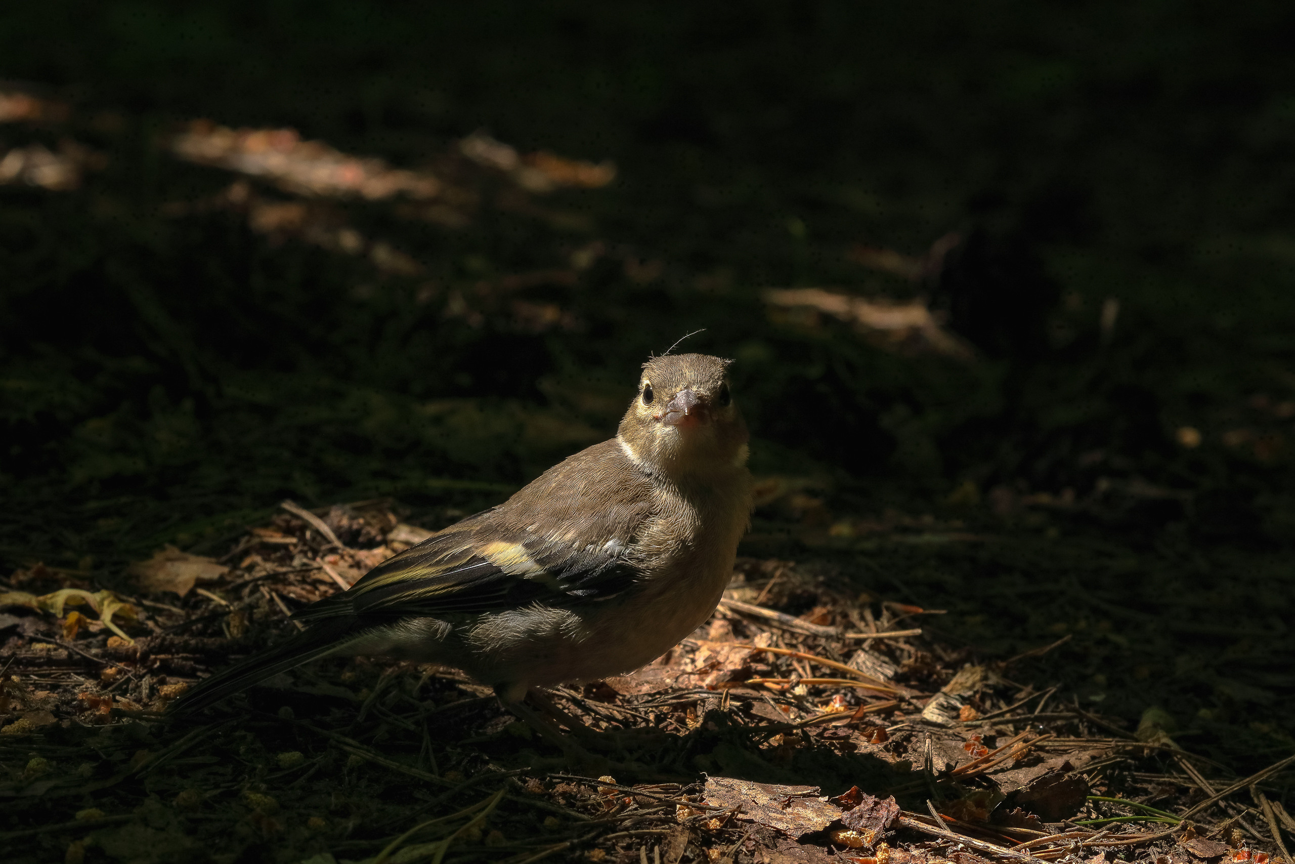 Вьюрок в драматическом освещении