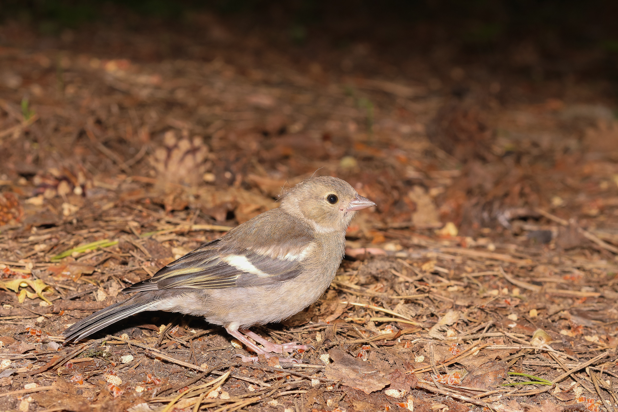 Вьюрок фото на земле