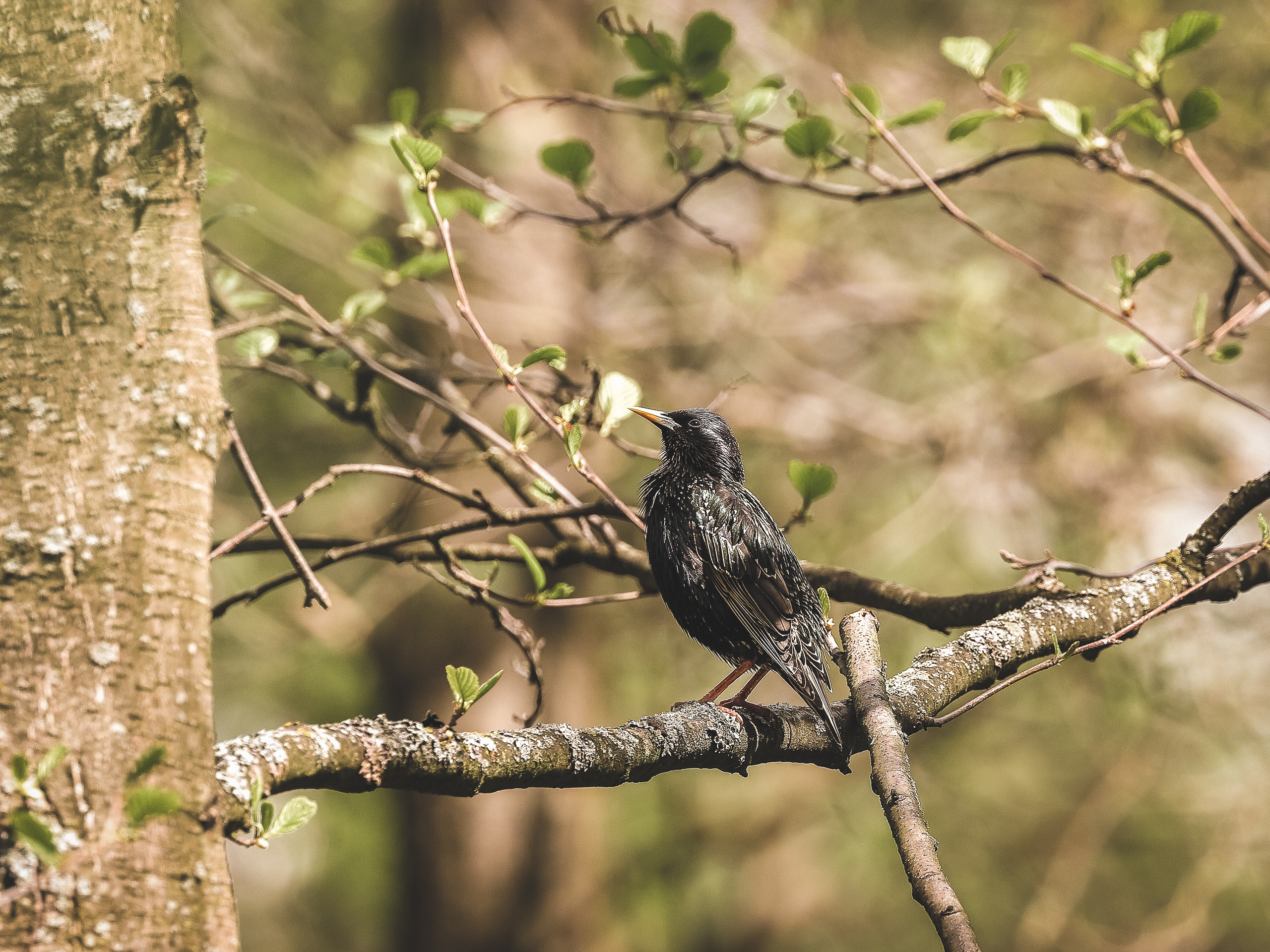 Скворец обыкновенный позирует на ветке весной