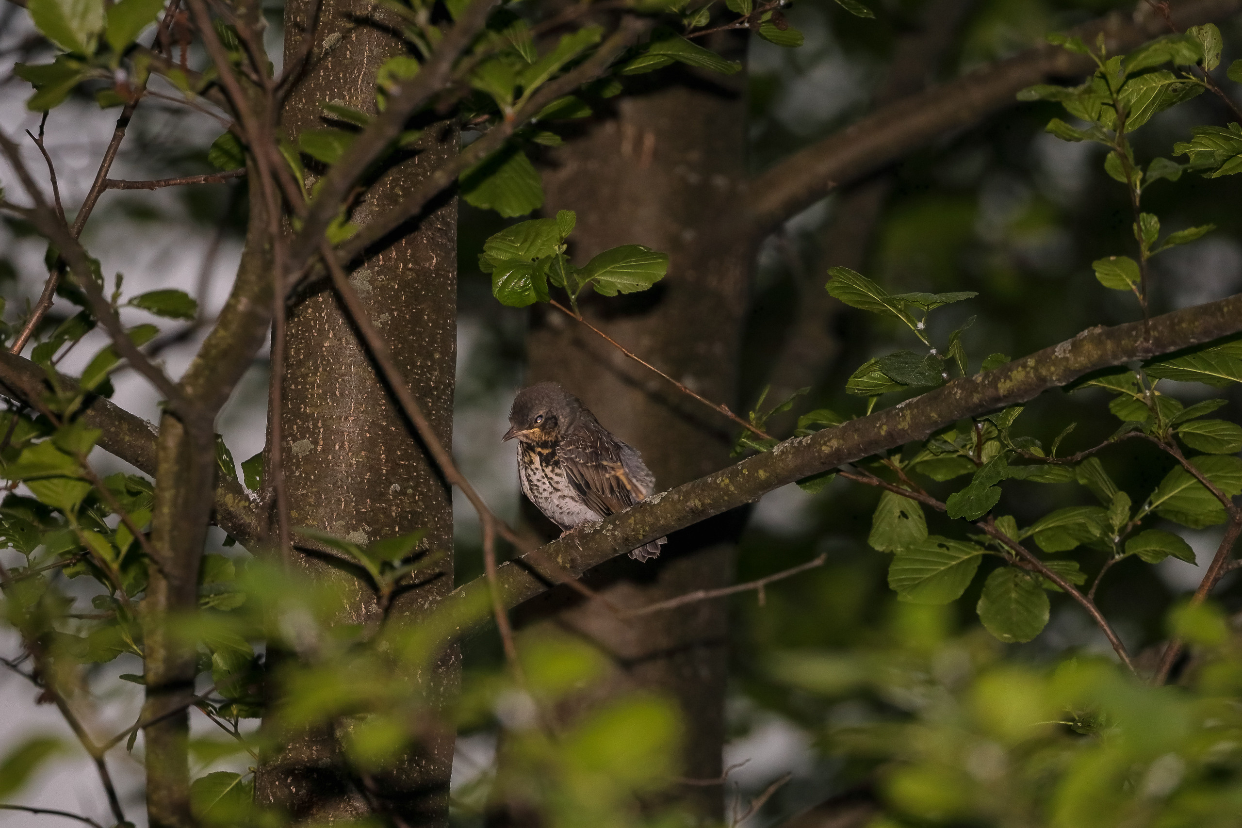 Рябинник распространённый вид европейских дроздов