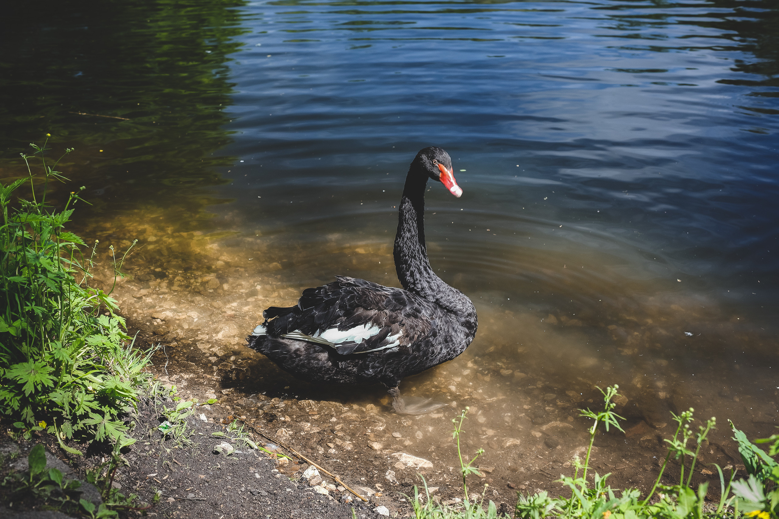 Чёрный лебедь Cygnus олицетворение красоты, романтики, чистоты и благородства