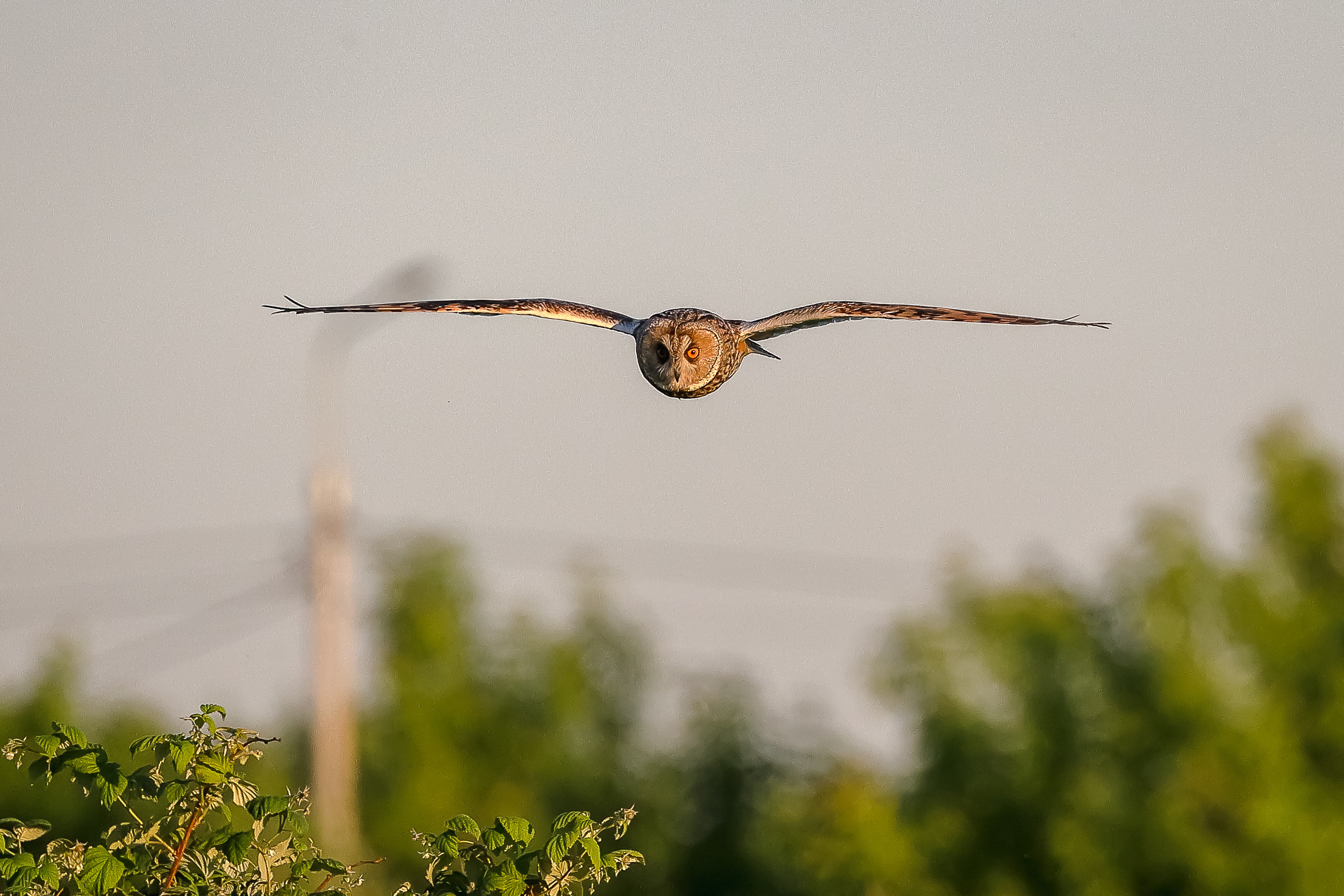 Ушастая сова в полете вид спереди
