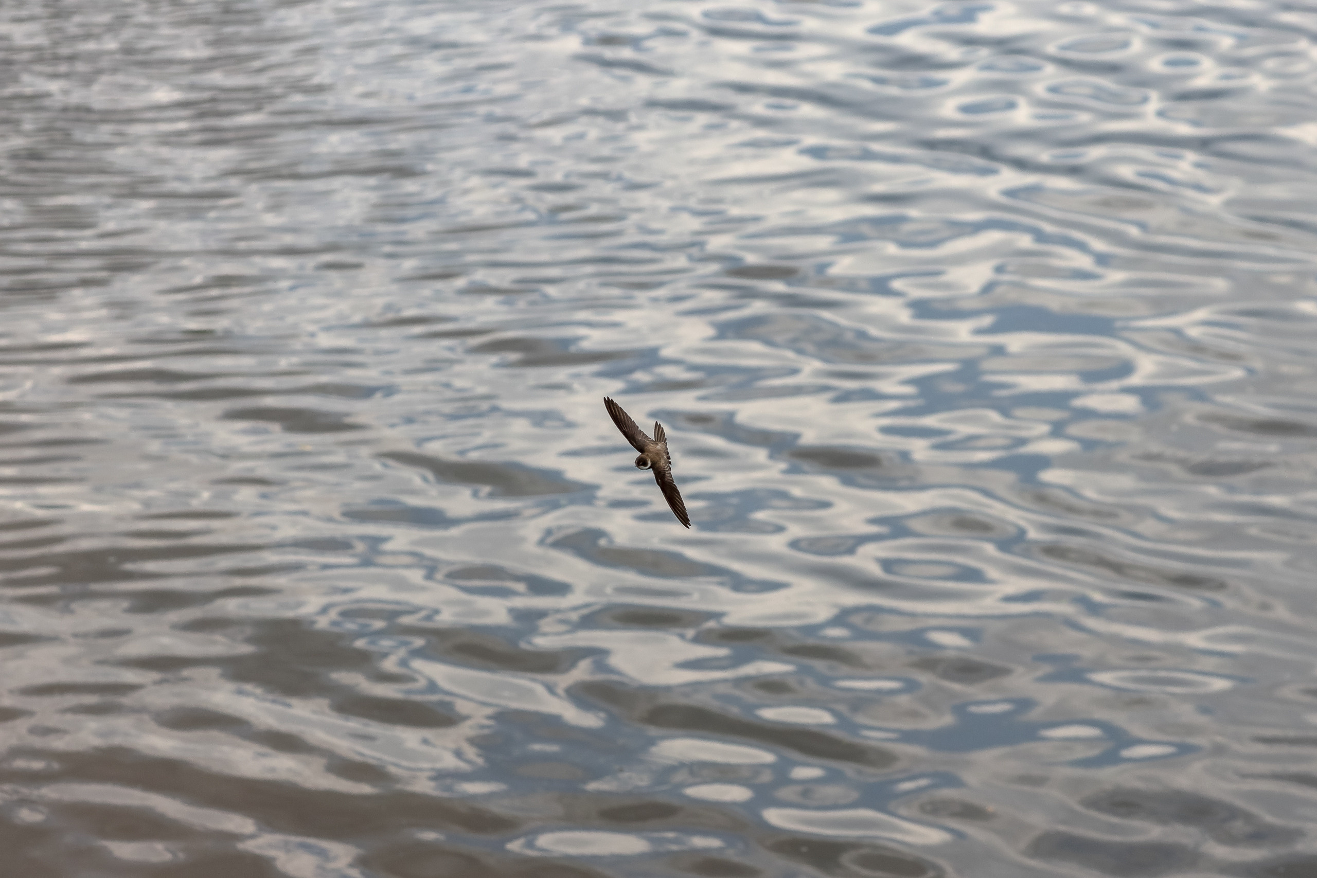 Ласточка-береговушка или береговой стрижок в полете