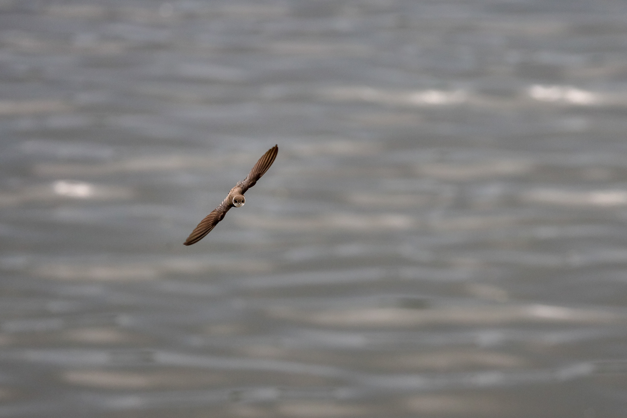 Ласточка береговая в полете над рекой в профиль