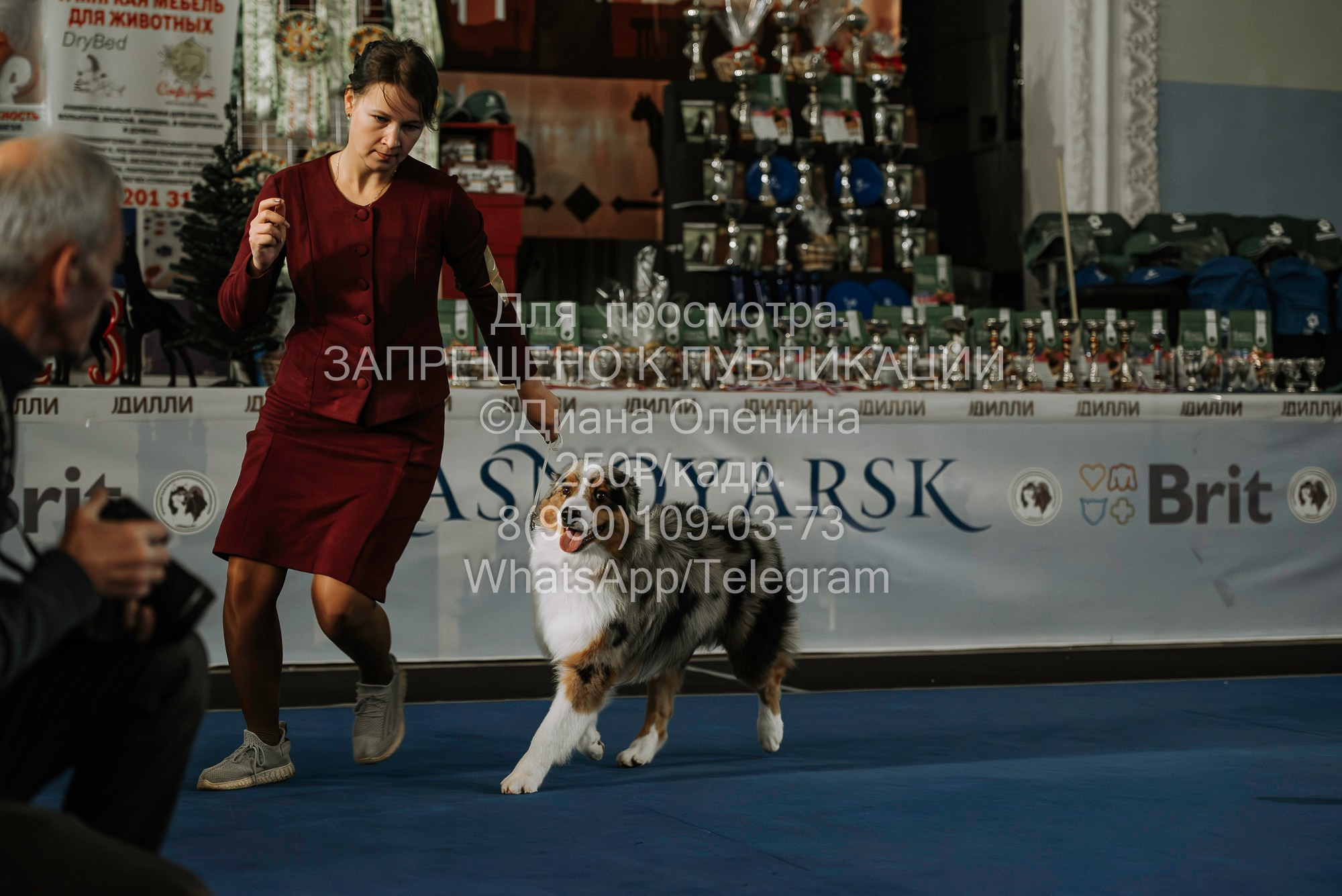 Выставка собак Красноярск 29.10.2023. Фотограф Диана Оленина Красноярск / Братск