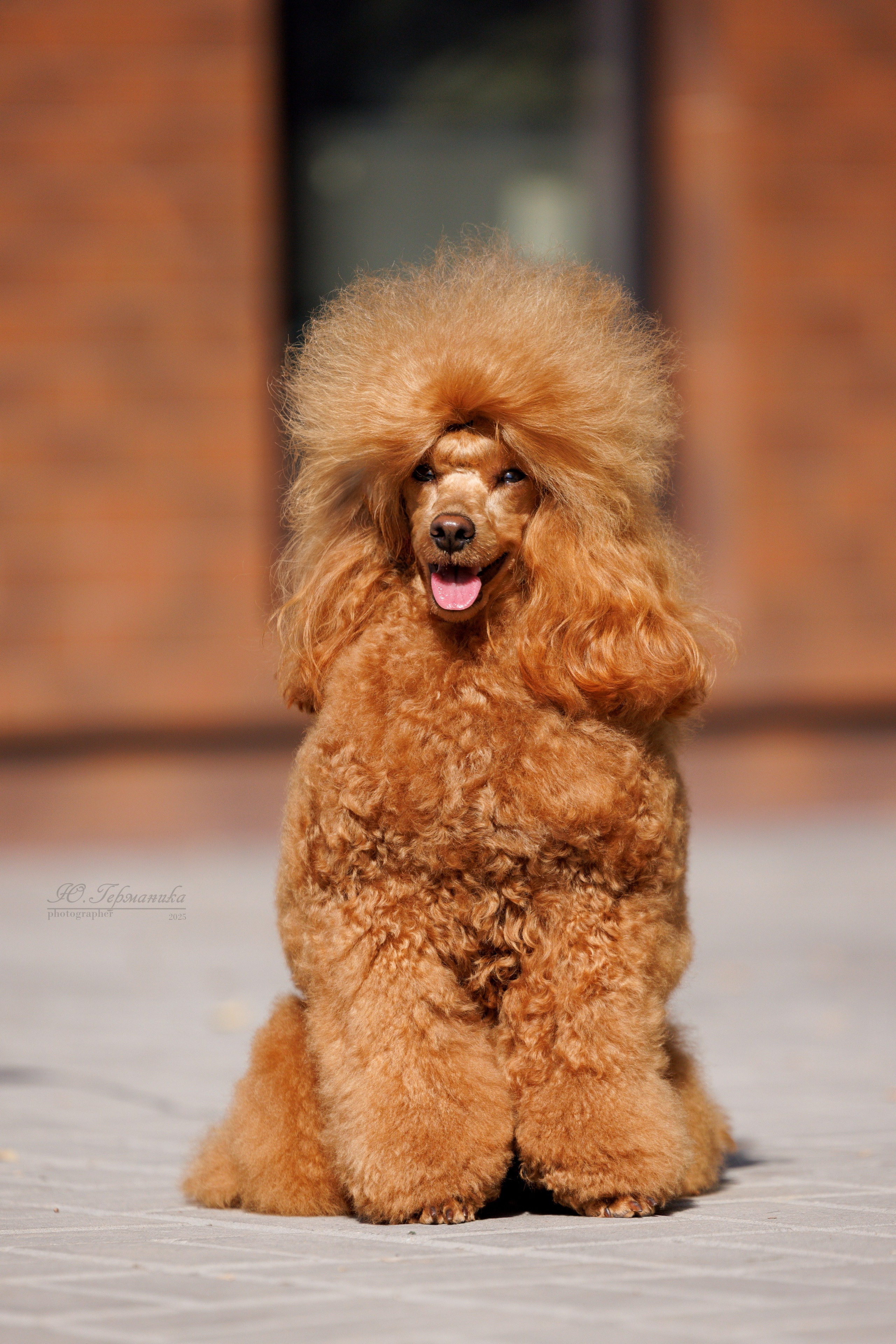 Бишкек 3х CACIB 26-28.09.2025. Фотограф-анималист Юлия Германика