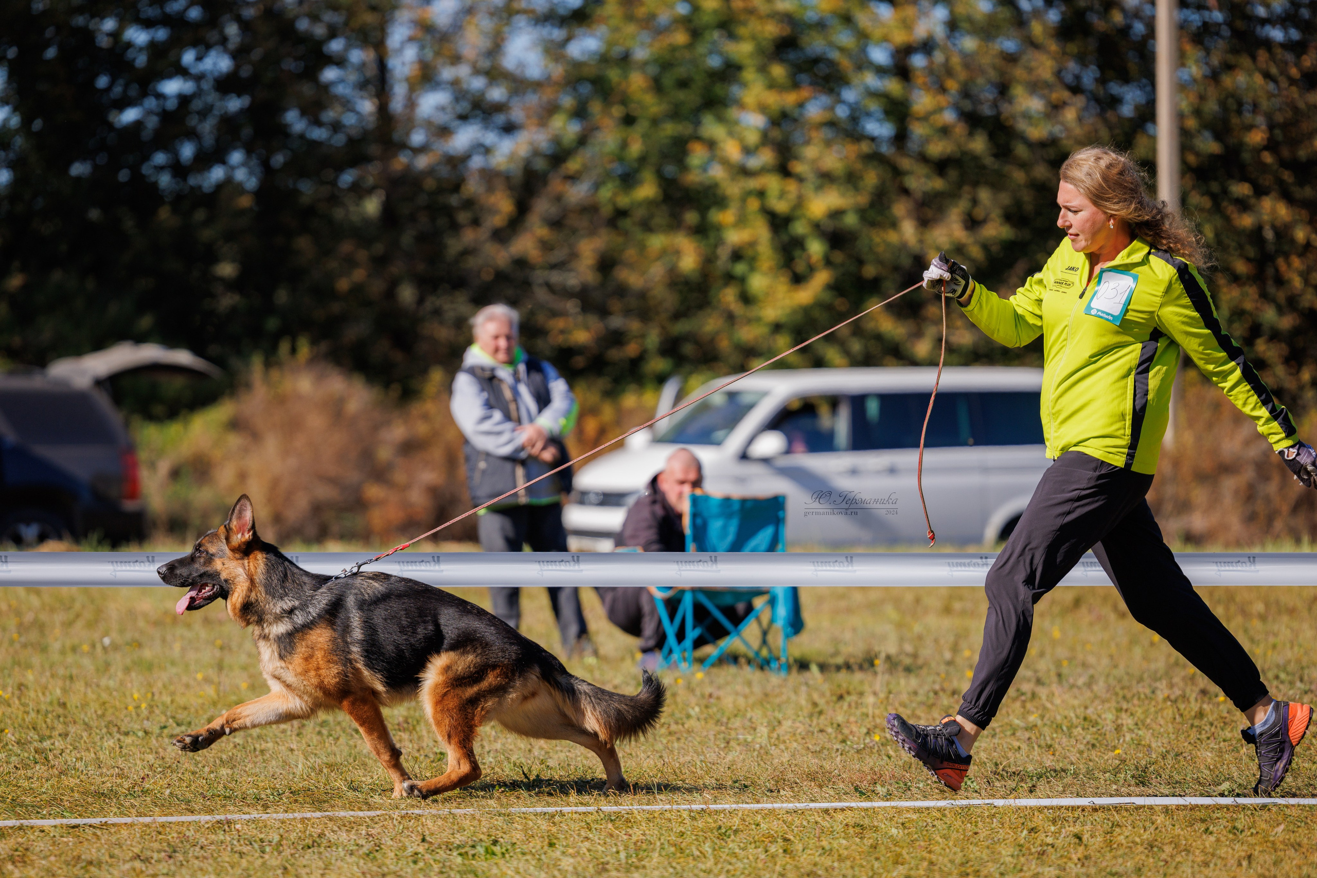 Тверь немецкие овчарки 22.09.2024. Фотограф-анималист Юлия Германика