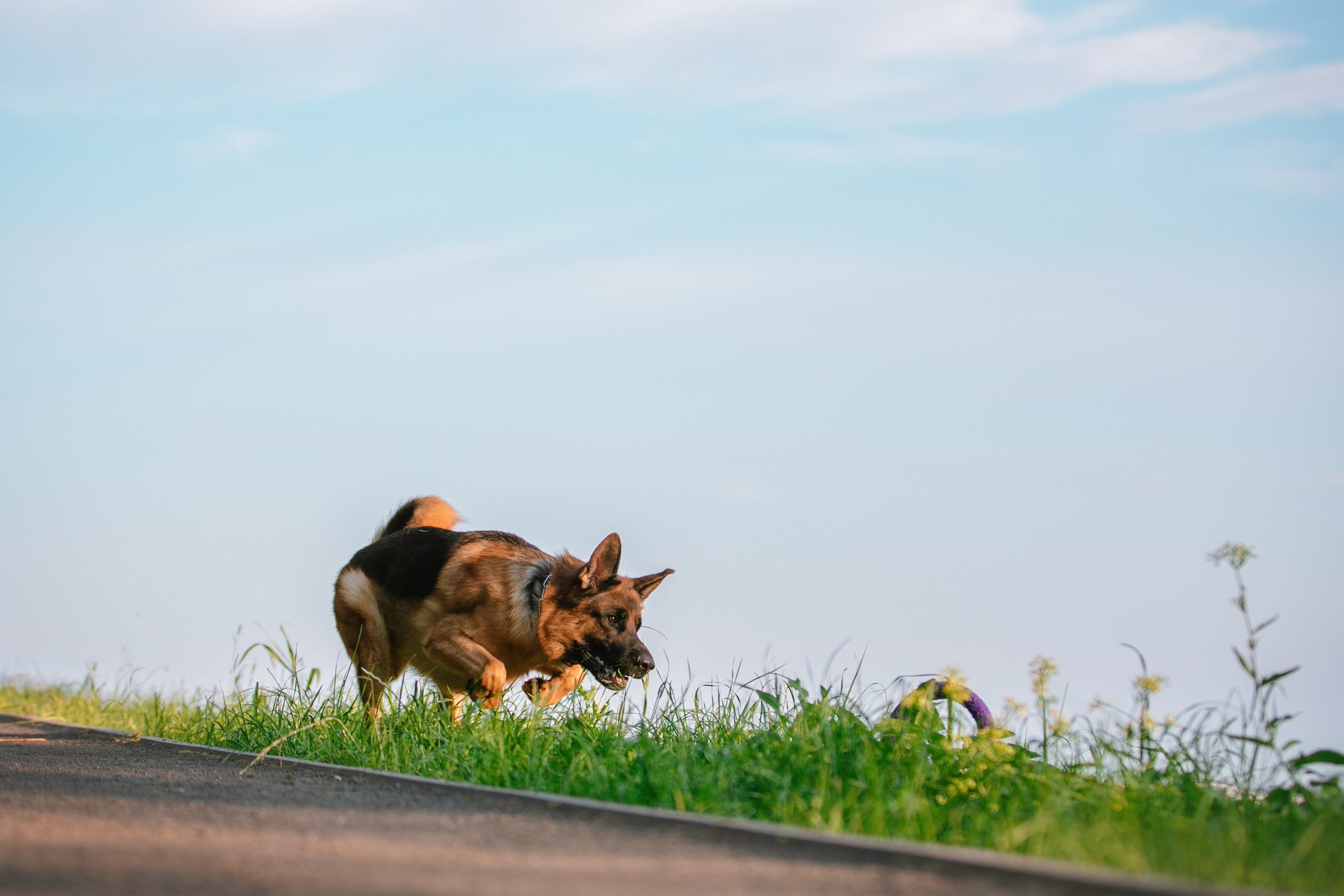 НО Расмус. Рассвет. Фотограф анималист Кузнецова Анна Нижний Новгород