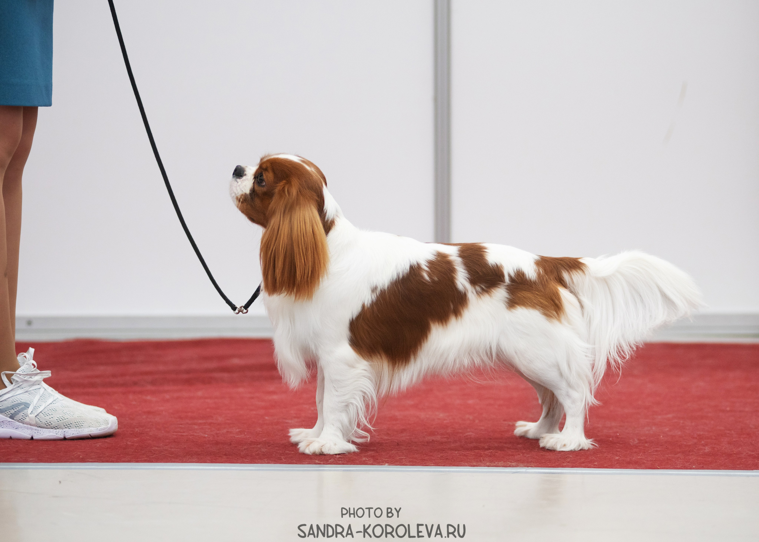 Выставка собак тюмень 10.12.2022. Дог-фотограф в Тюмени Александра Королева