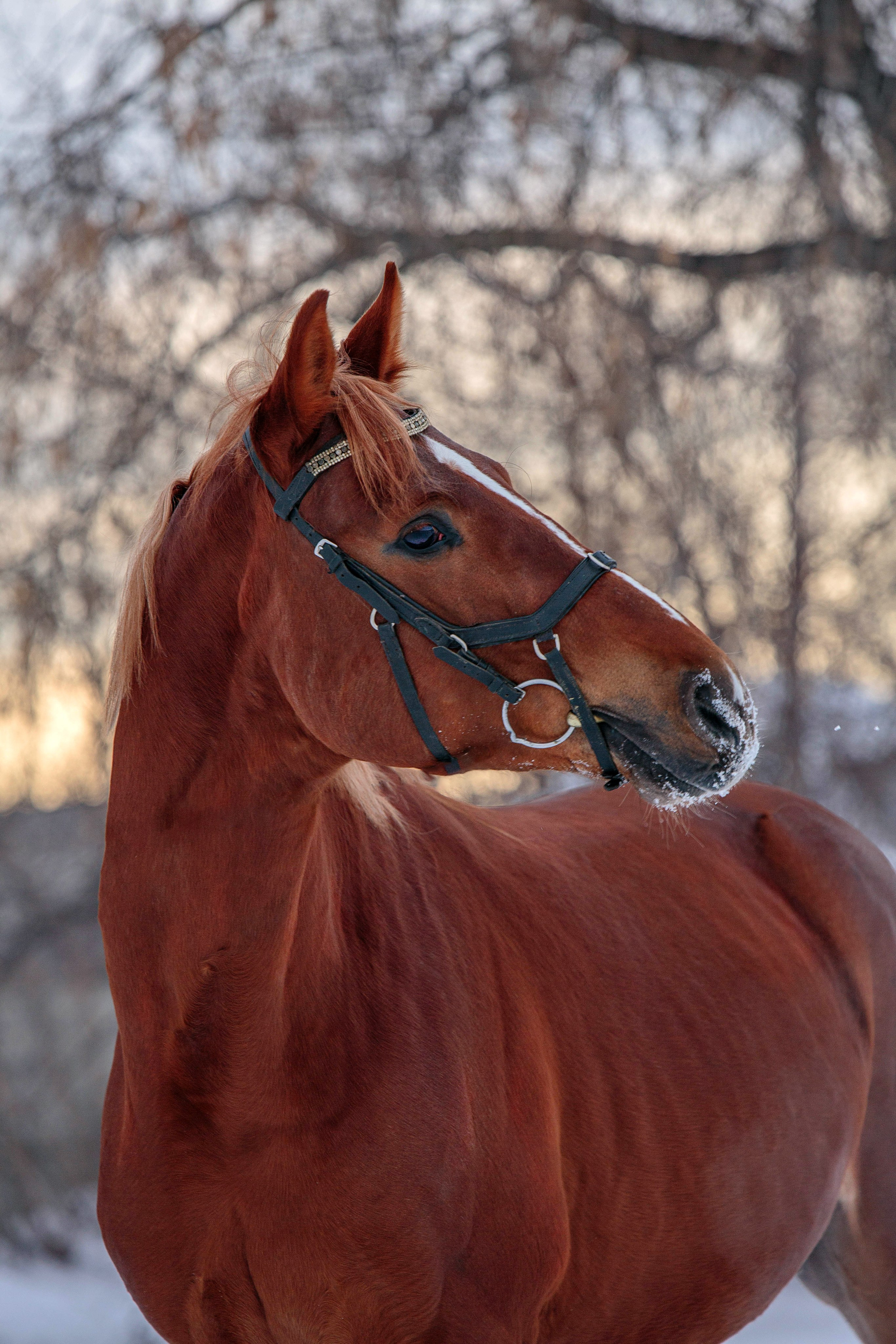 Лошади зимой. Конный фотограф в Красноярске — Любовь Похабова