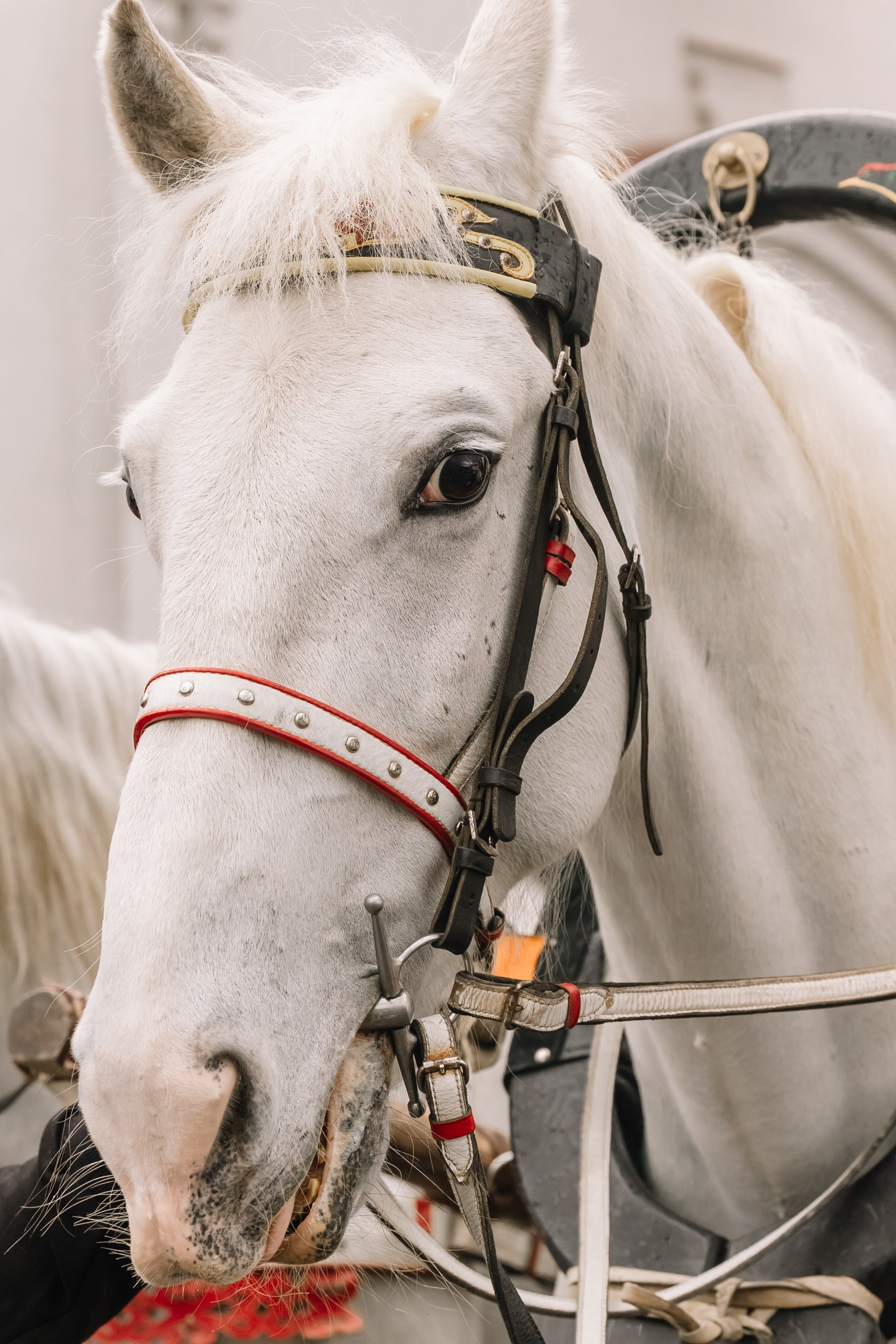 День Орловского рысака. Парк-отель Яр. Свадебный, репортажный фотограф Ирина Шкурина