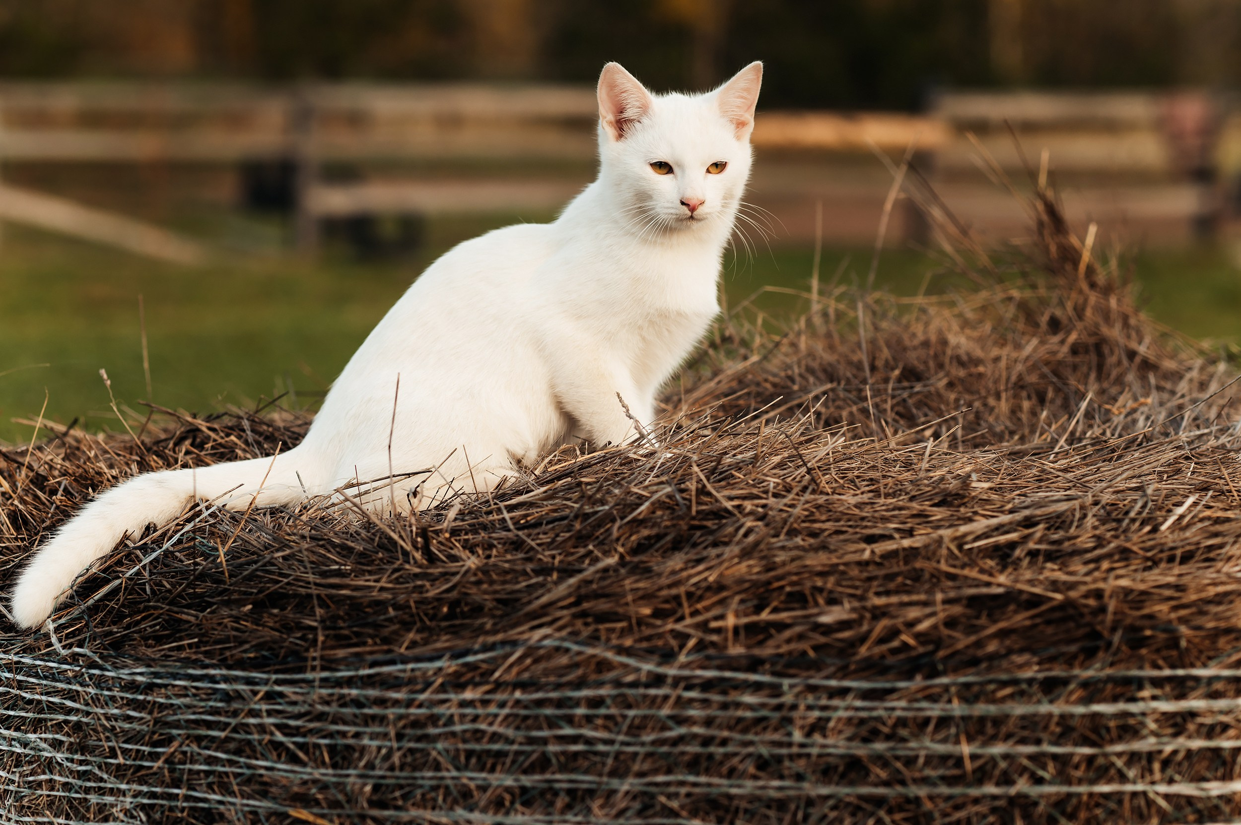 Семейная фотосессия. Фотограф Виктория Грибова г. Вологда