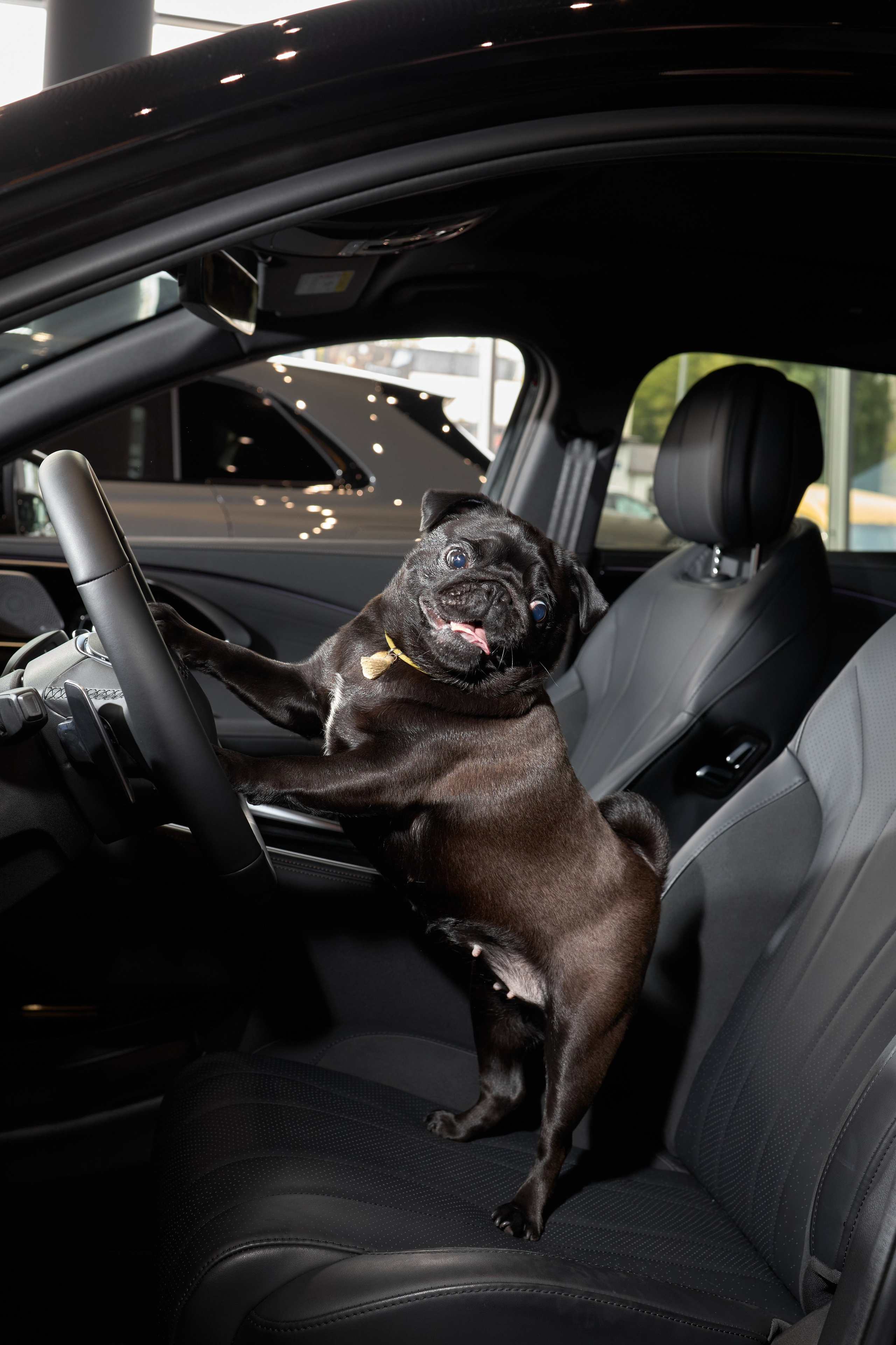 Exeed Pet friendly. Фотограф Михаил Стенин