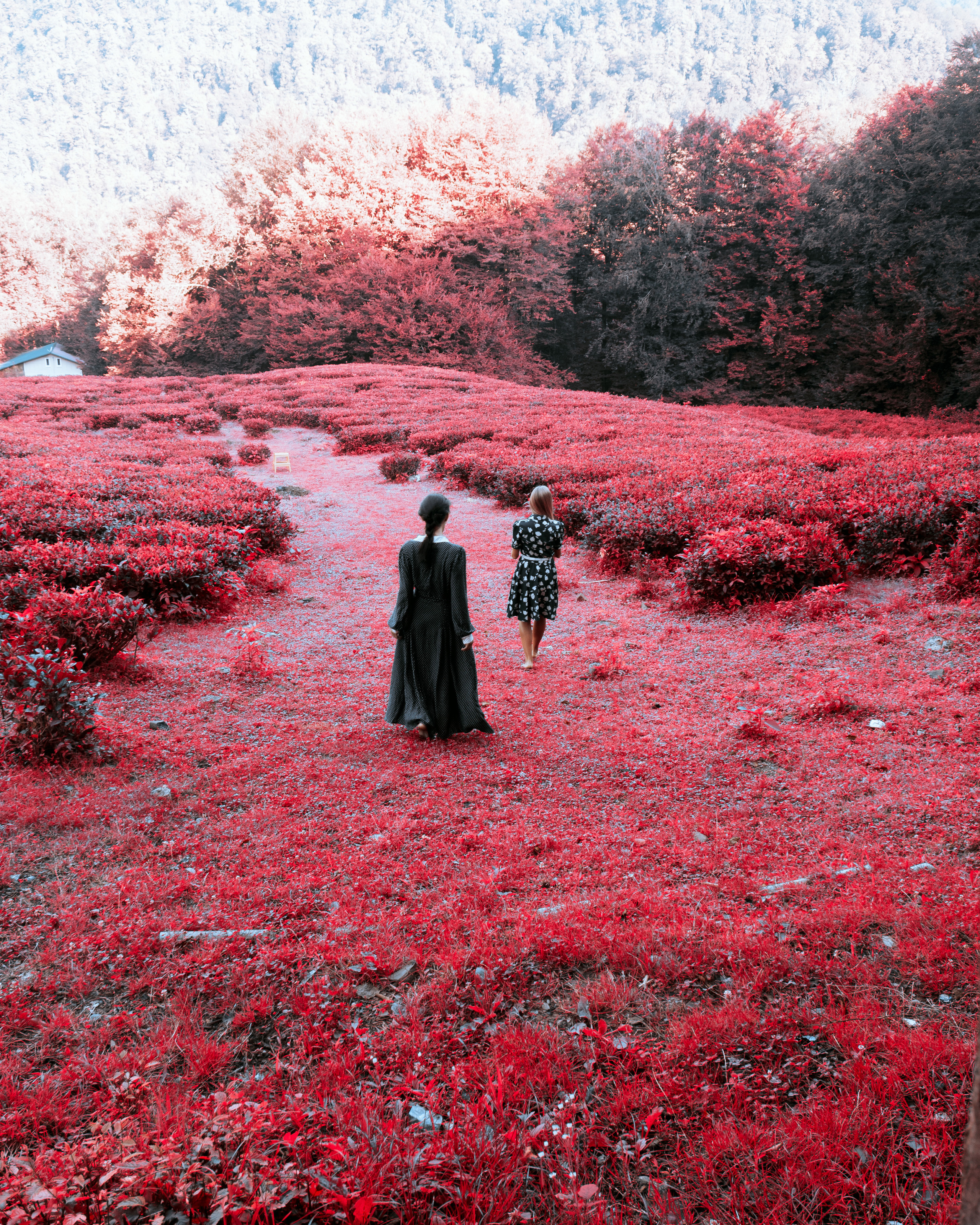 ЧАЙНЫЕ ФАНТАЗИИ. Меня зовут ОЛЬГА. Я ПЕРСОНАЛЬНЫЙ ФОТОГРАФ, МОСКВА