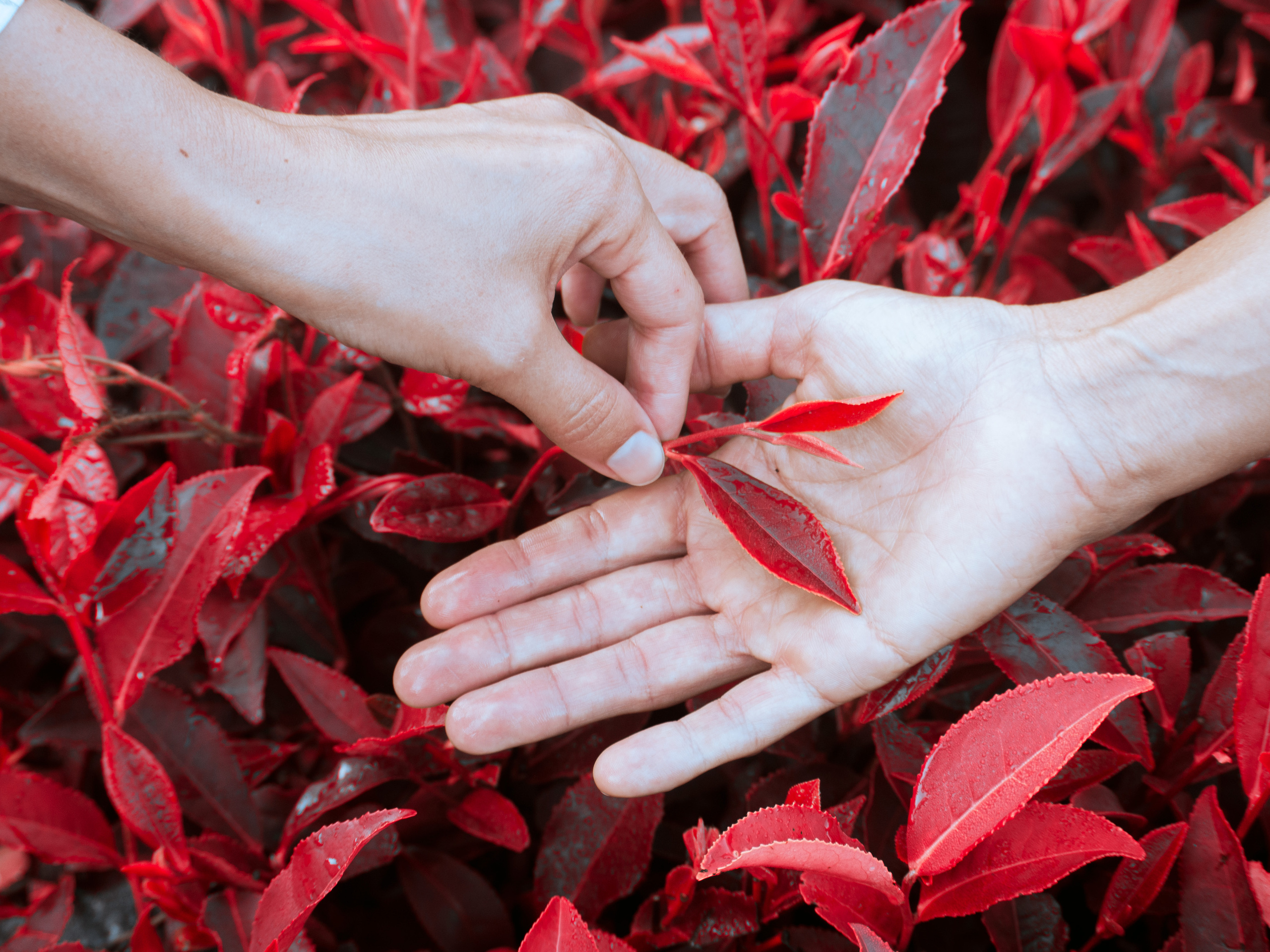ЧАЙНЫЕ ФАНТАЗИИ. Меня зовут ОЛЬГА. Я ПЕРСОНАЛЬНЫЙ ФОТОГРАФ, МОСКВА