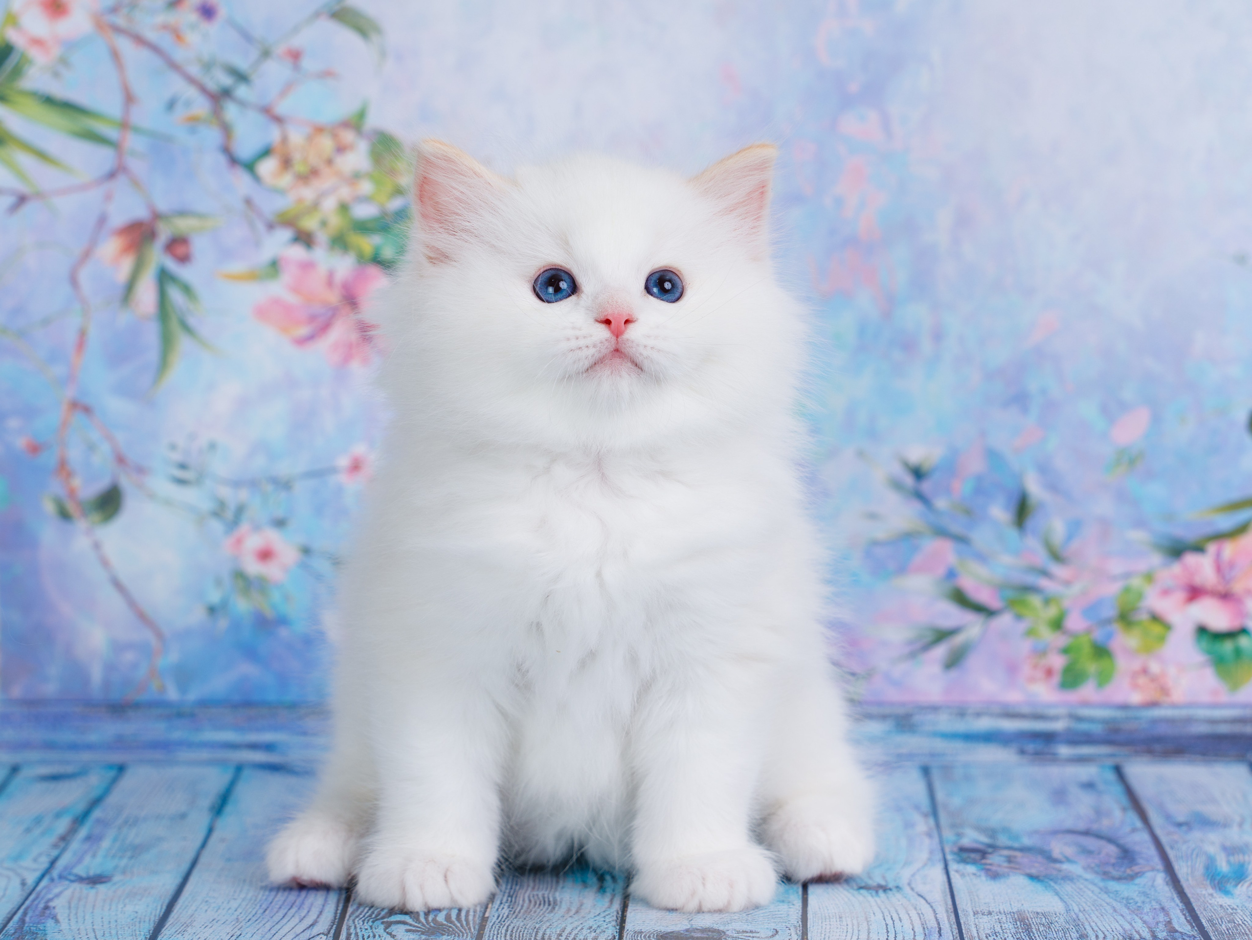 Котята рэгдолл от Loyal Adore. Питомник рэгдолл Loyal Adore