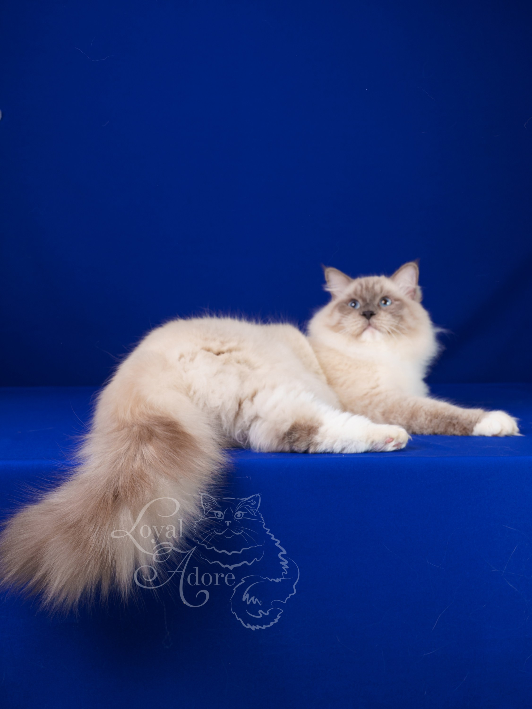 Коты производители Loyal Adore. Питомник рэгдолл Loyal Adore