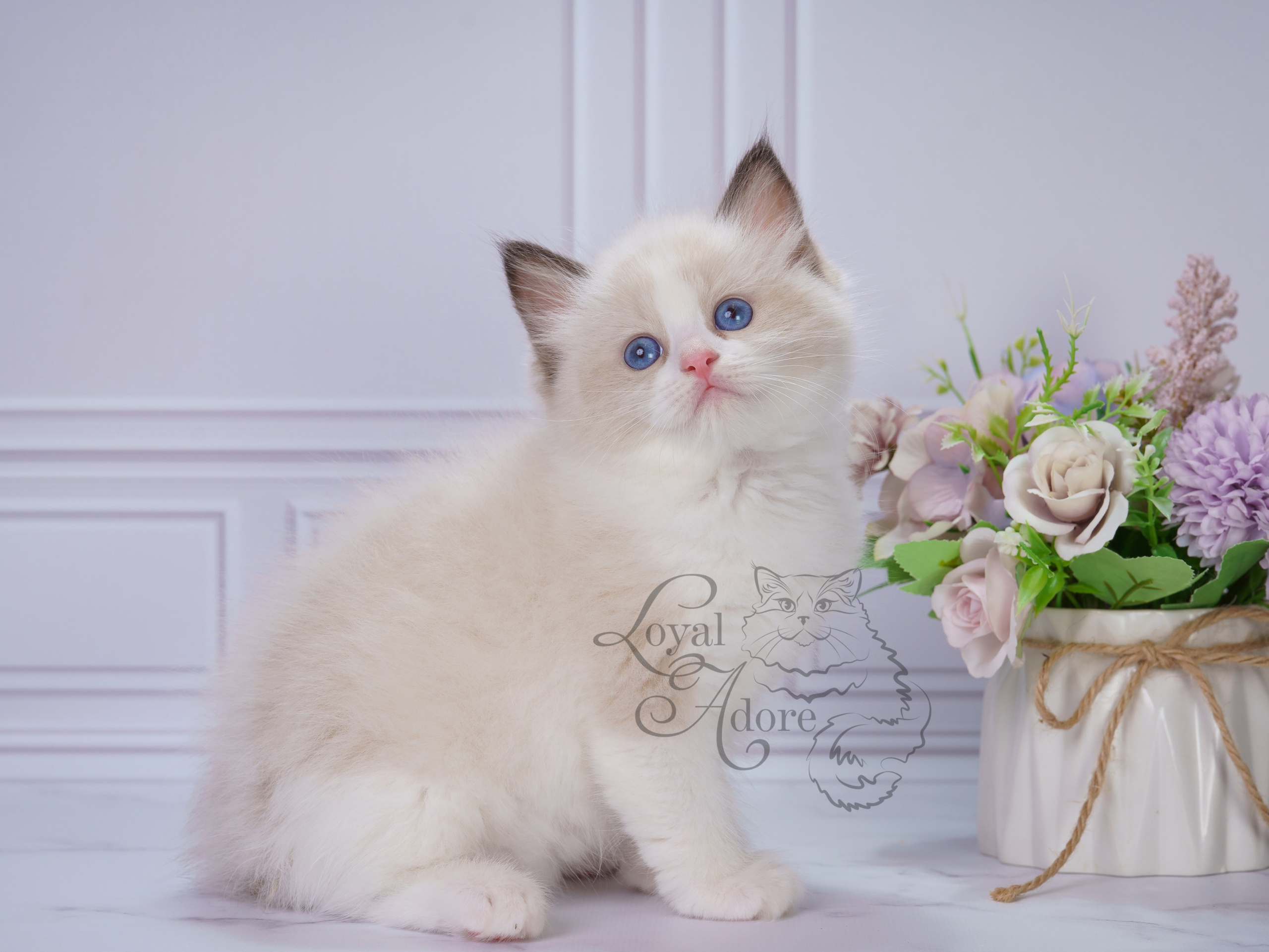 Котята рэгдолл от Loyal Adore. Питомник рэгдолл Loyal Adore