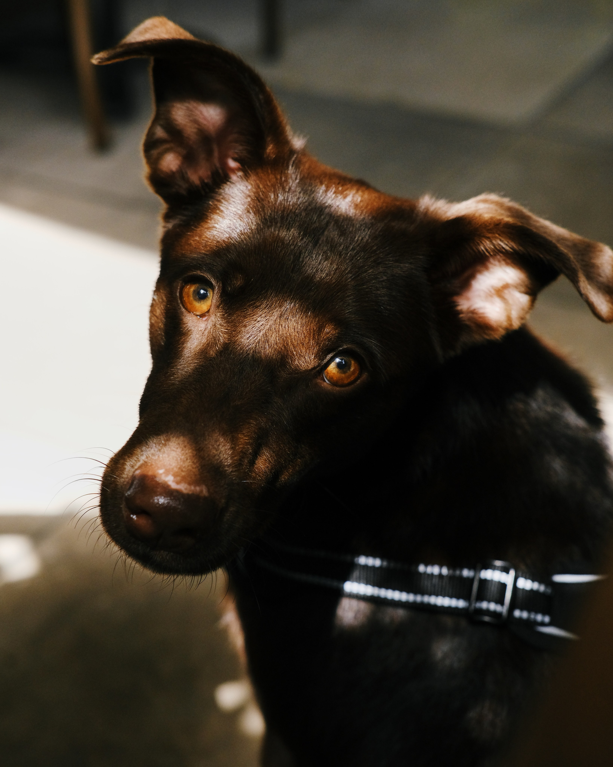 Animals. Sasha Shu — retoucher and photographer