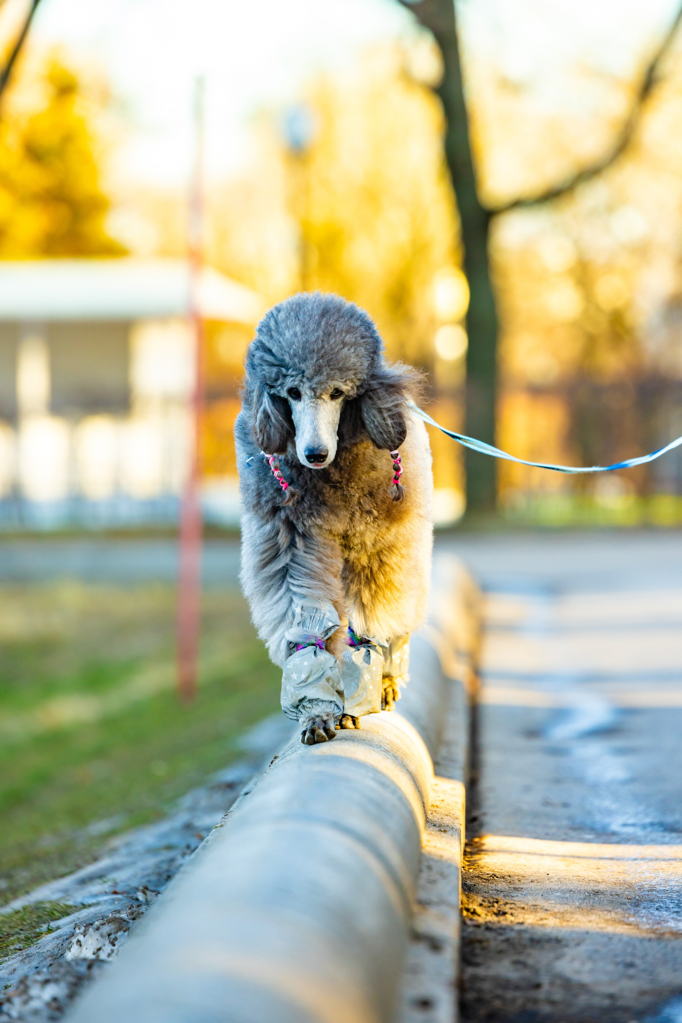 Клуб грумеров (прогулка и семинары). Виктория Зудина — фотограф в Москве