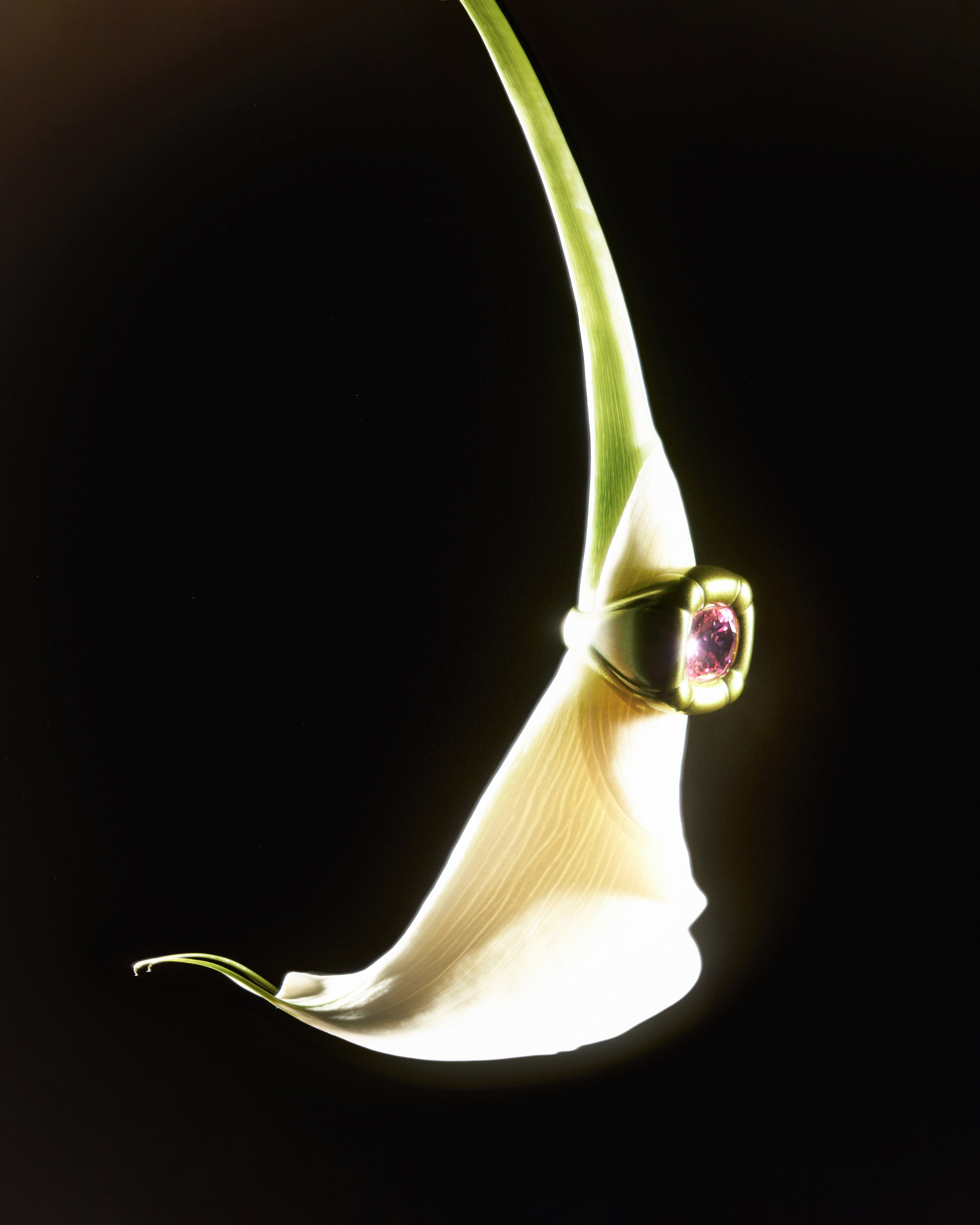 Art project flowers&jewelers. Nadezhda Diskant is a Moscow and Saint Petersburg based photographer