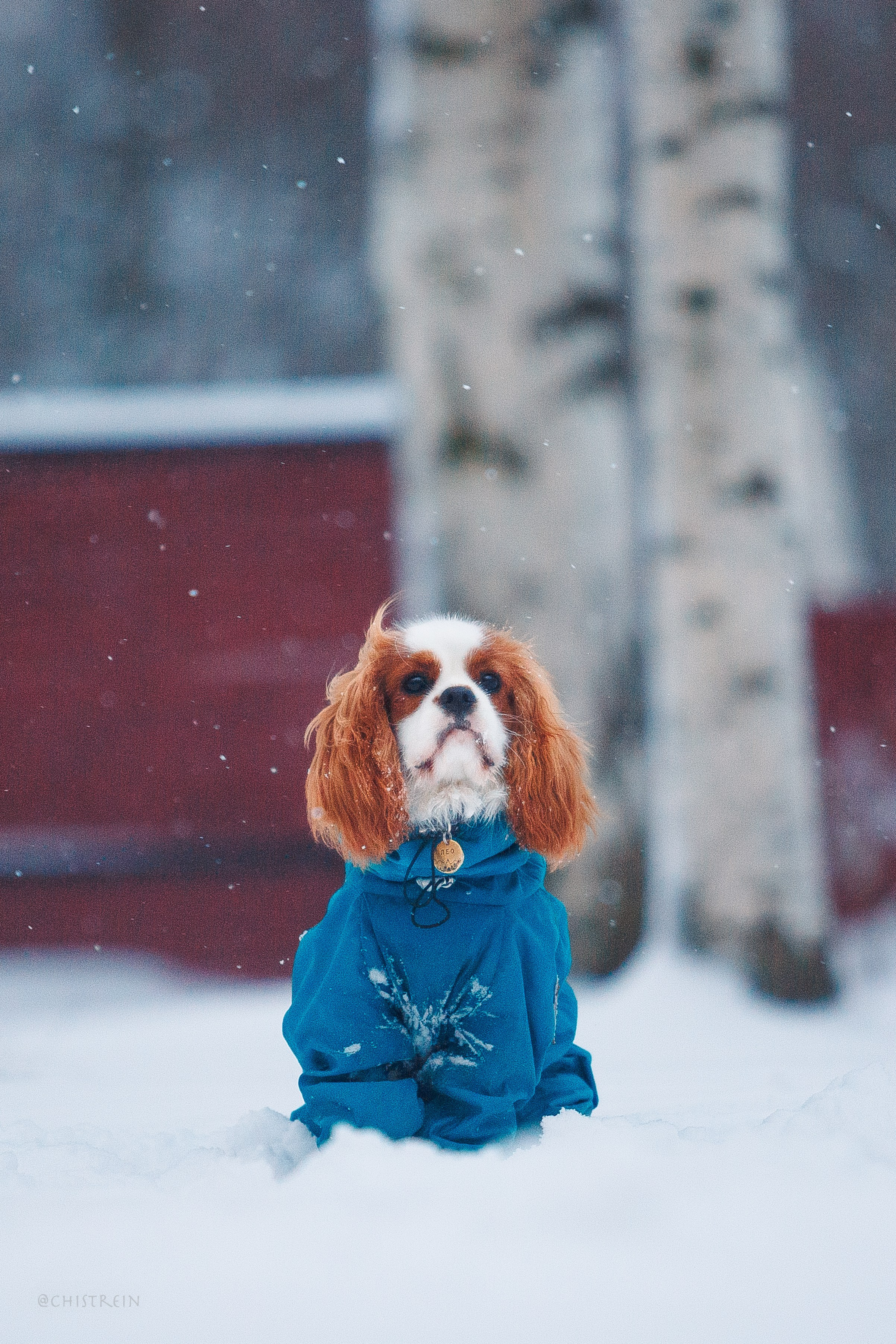 Внезапно апрельская зима. Фотограф-анималист Наталия Чистюхина в г. Сосновый Бор и ЛО