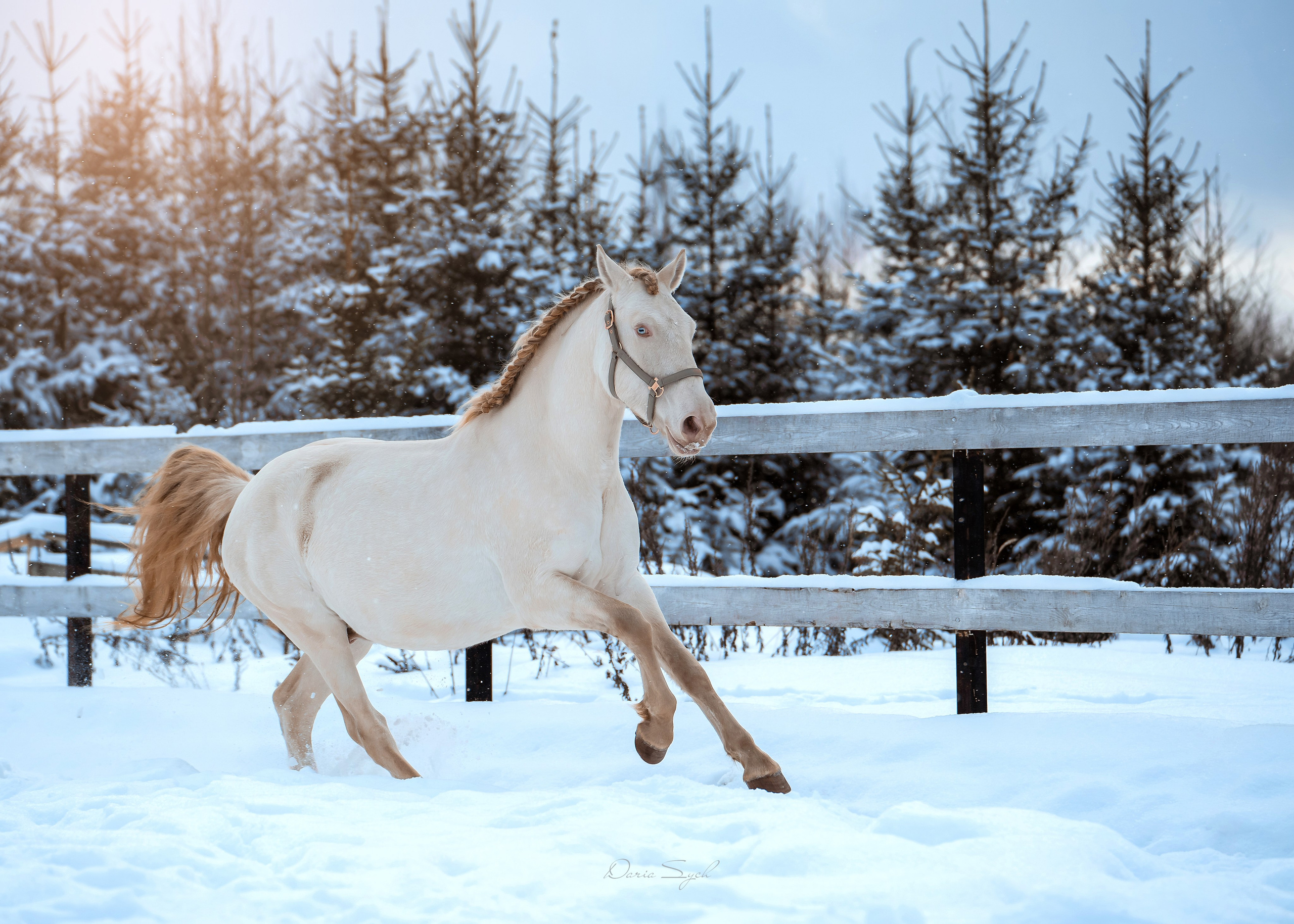 Зима. Фотограф Дарья Соколовская