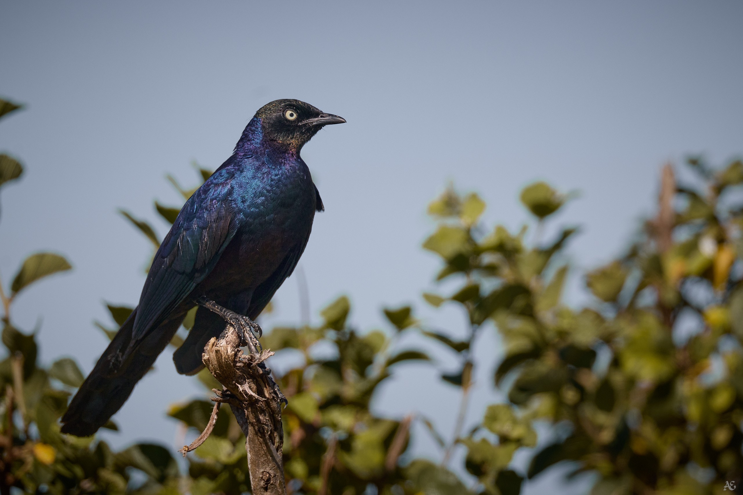 Пурпурокрылый спрео (скворец)
