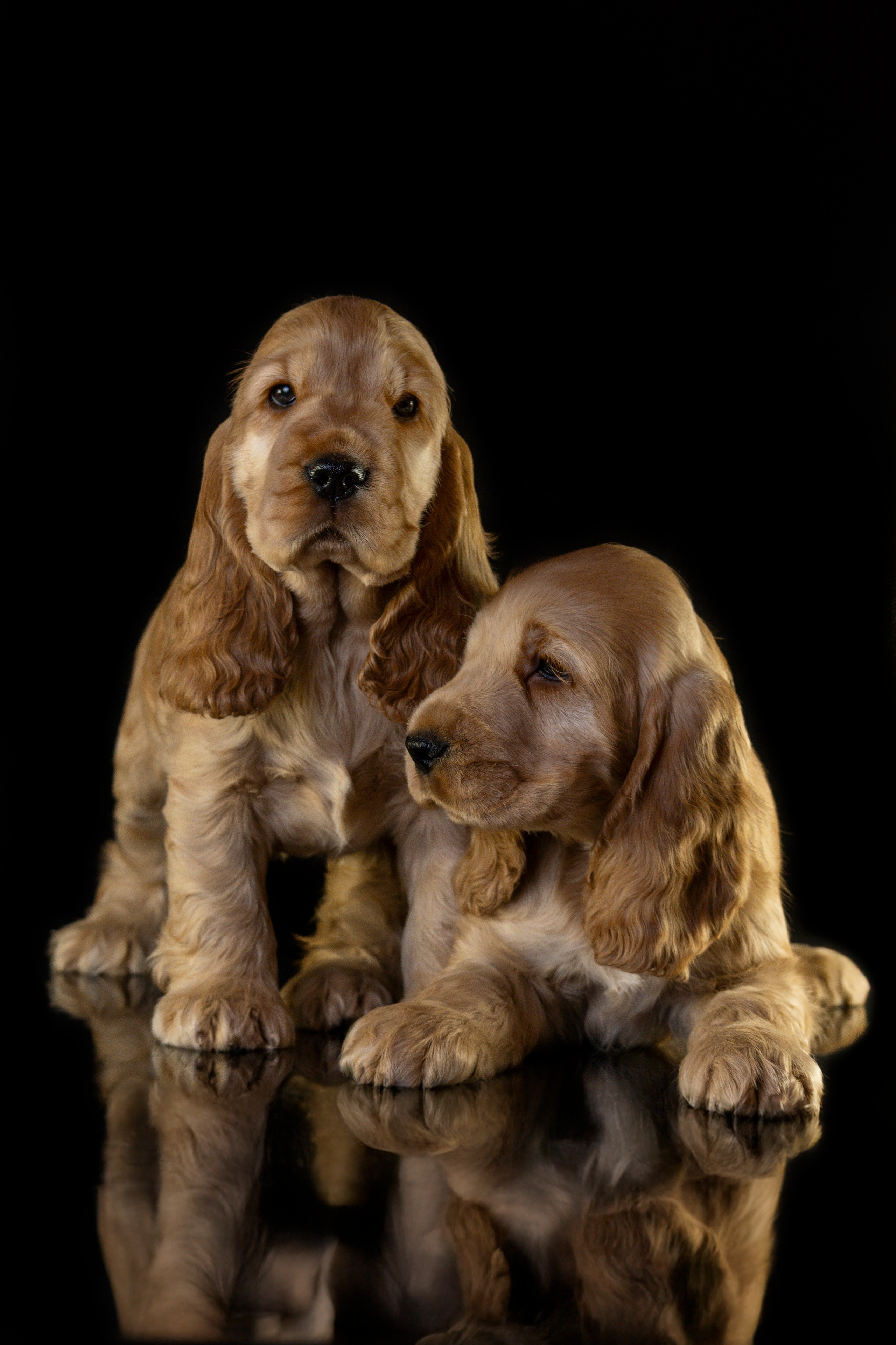 Щенки спаниеля. Фотограф анималист в Санкт-Петербурге Таша Крейв