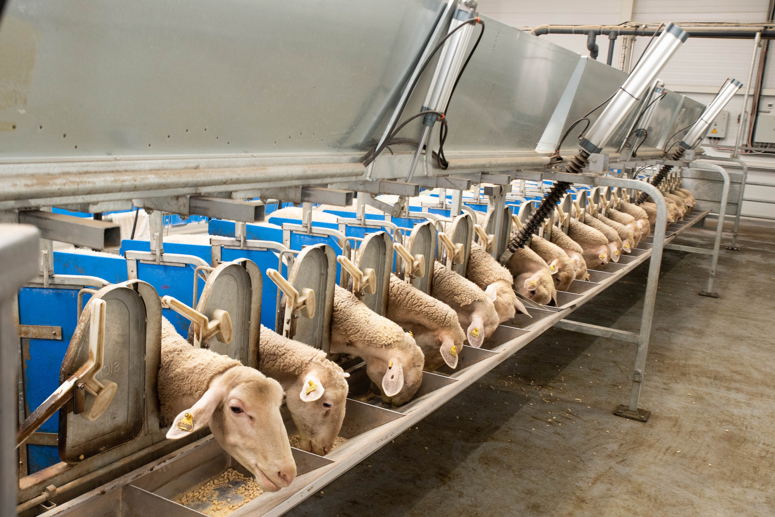 Овечья Ферма. Агрокурьер Красный Яр. Главная