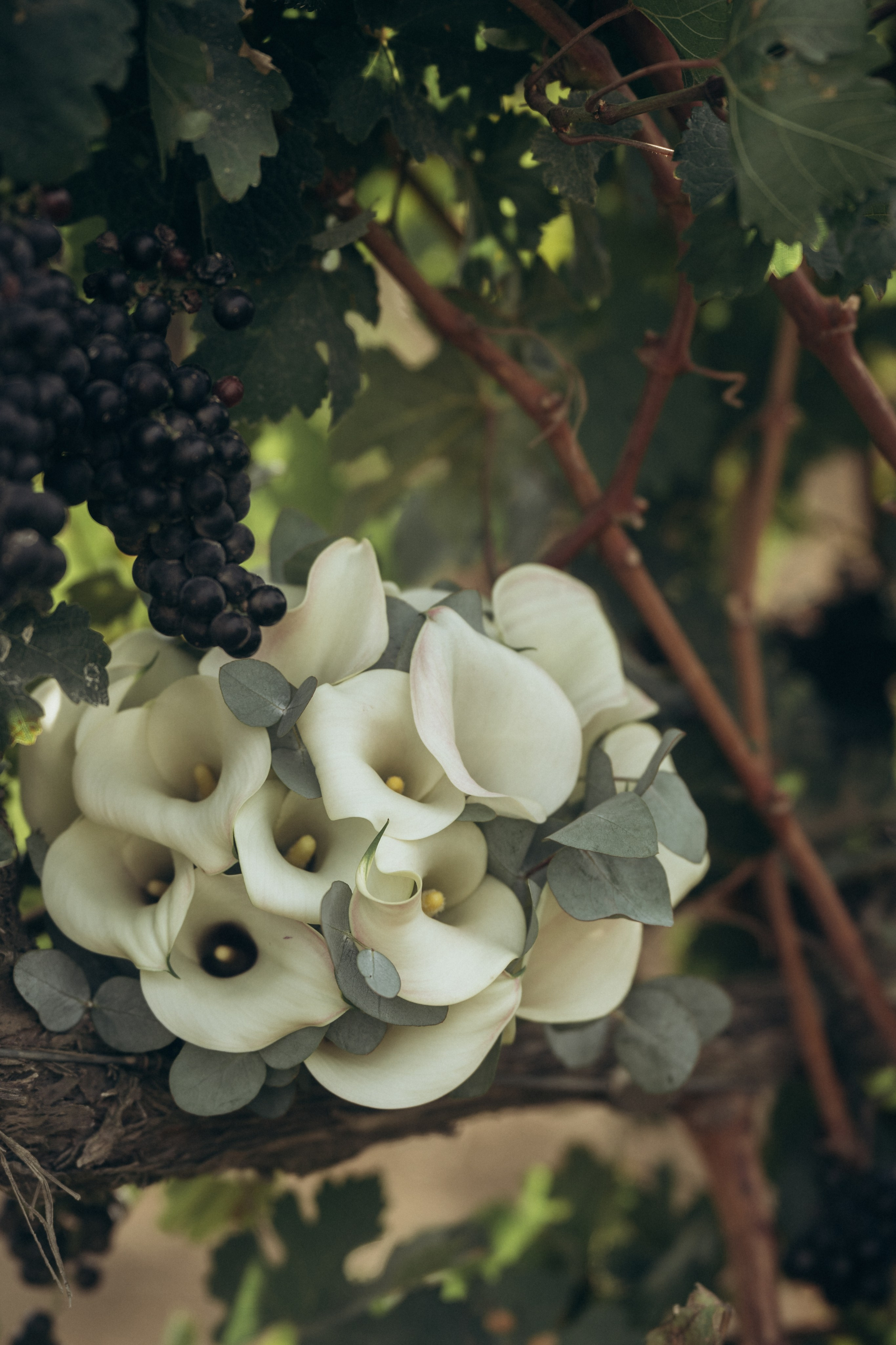 Нежная свадебная фотосессия среди виноградных лоз