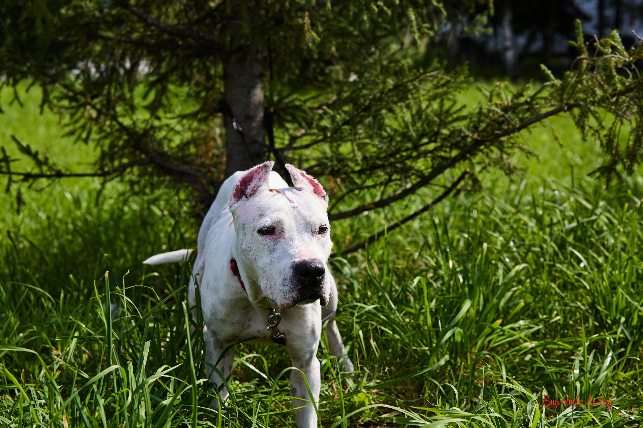 Проект фотопрогулка с хвостиком. Buyvolenko Andrey