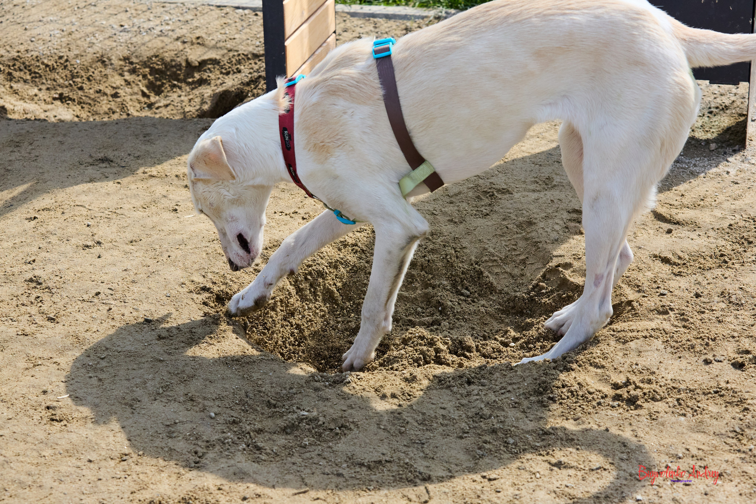 Проект фотопрогулка с хвостиком. Buyvolenko Andrey