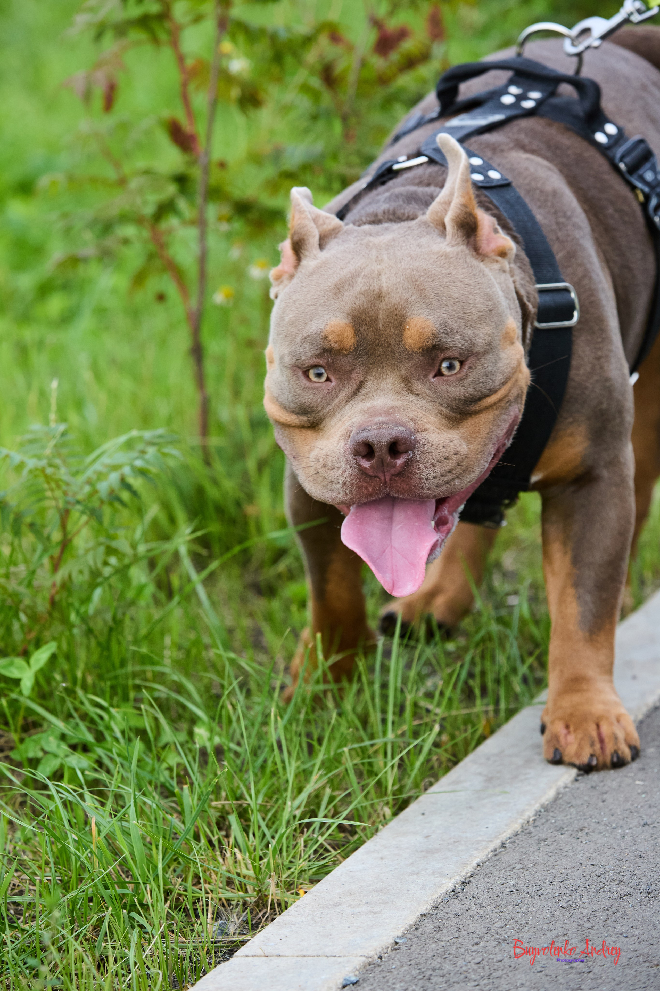 Проект фотопрогулка с хвостиком. Buyvolenko Andrey