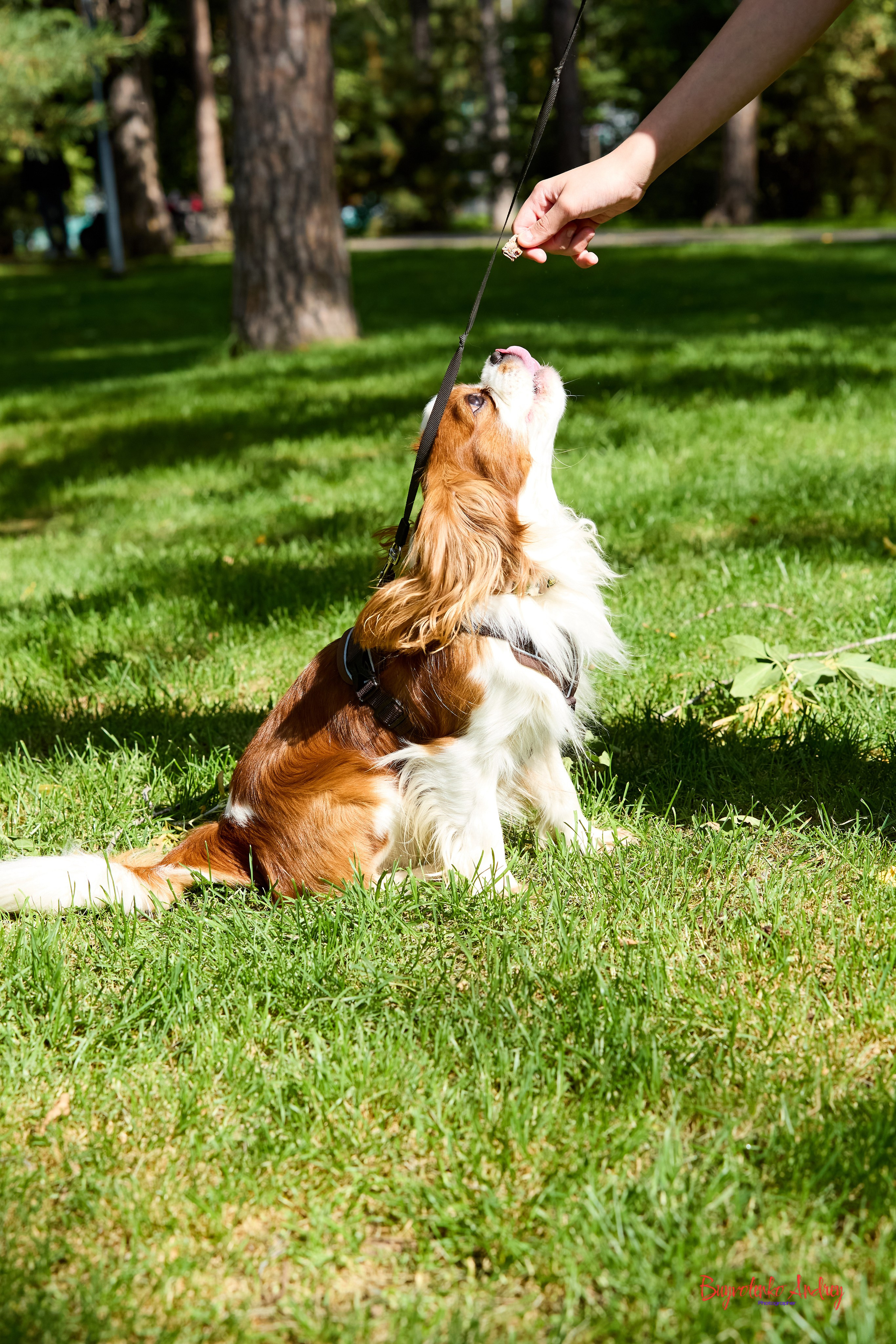 Фотопрогулка с кавалерами. Buyvolenko Andrey