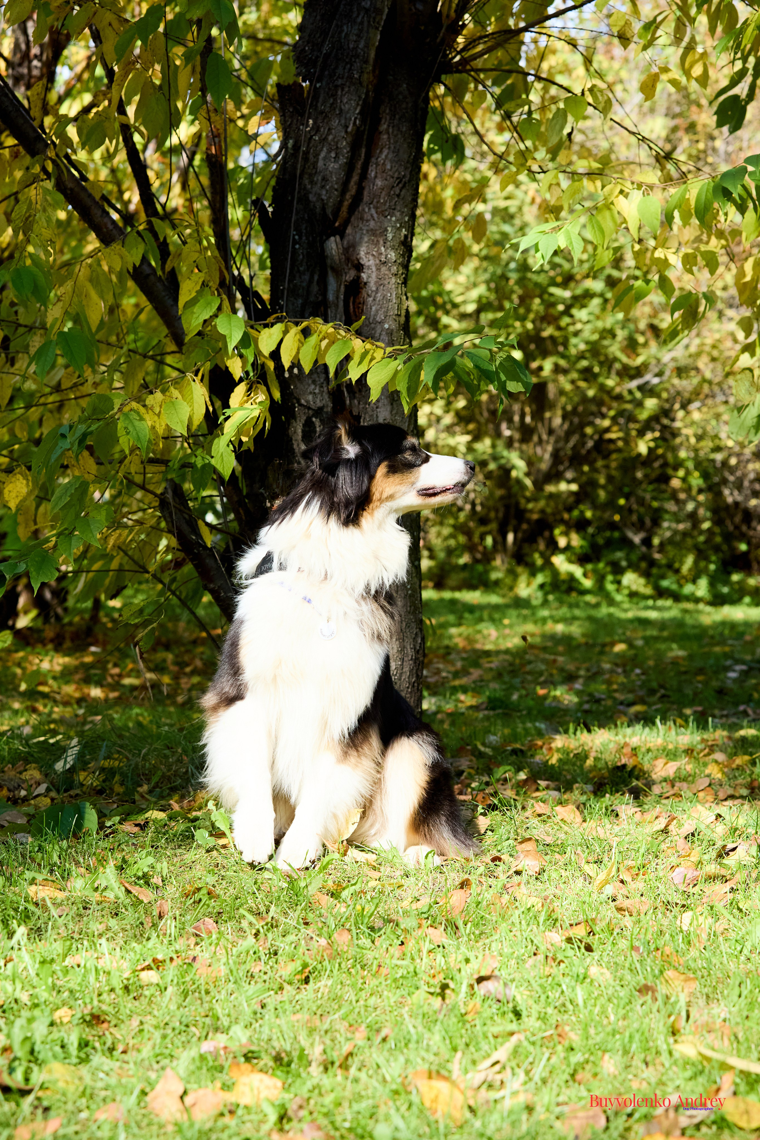 Басенджи и Аусси 21.09.2025. Buyvolenko Andrey