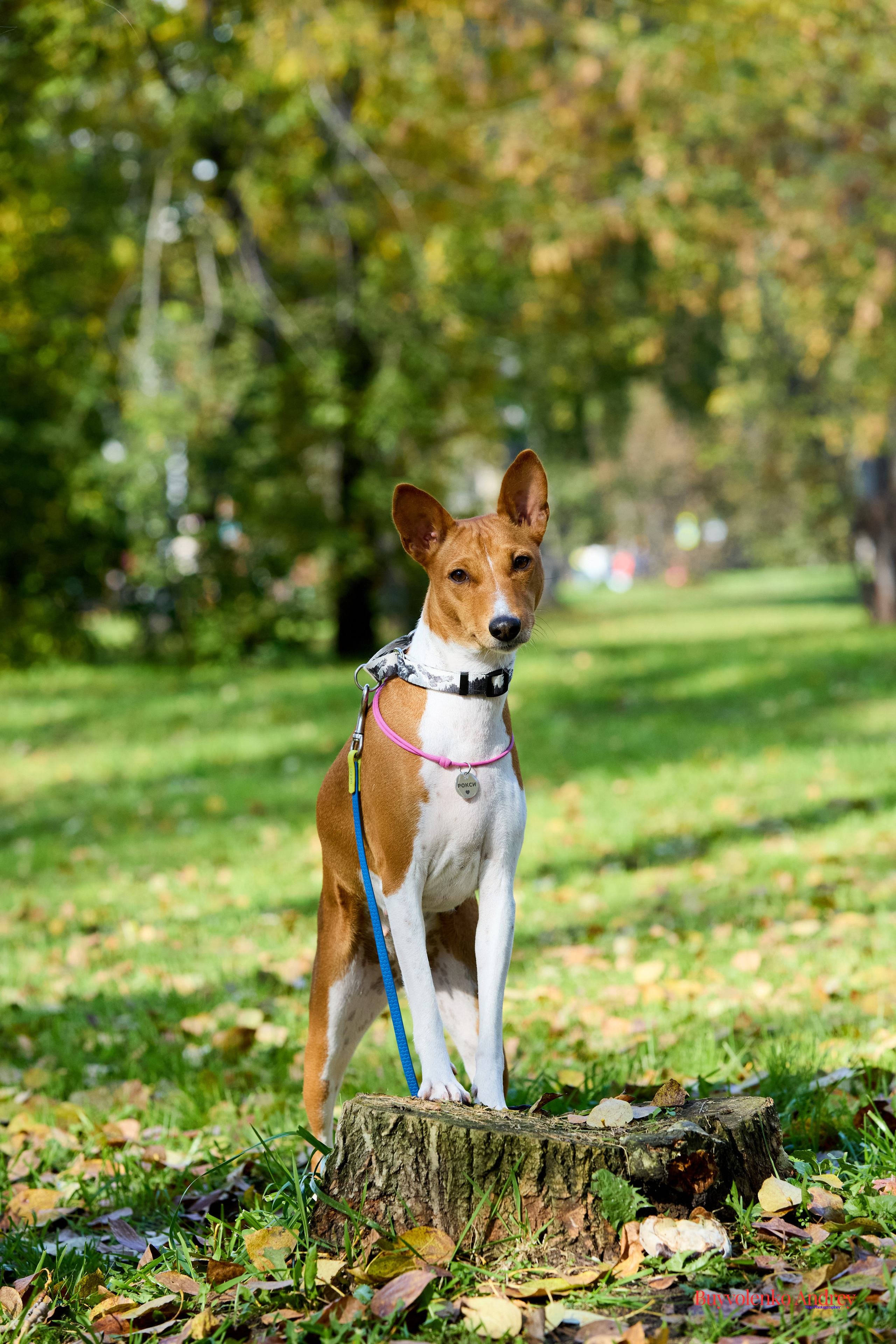 Басенджи и Аусси 21.09.2025. Buyvolenko Andrey