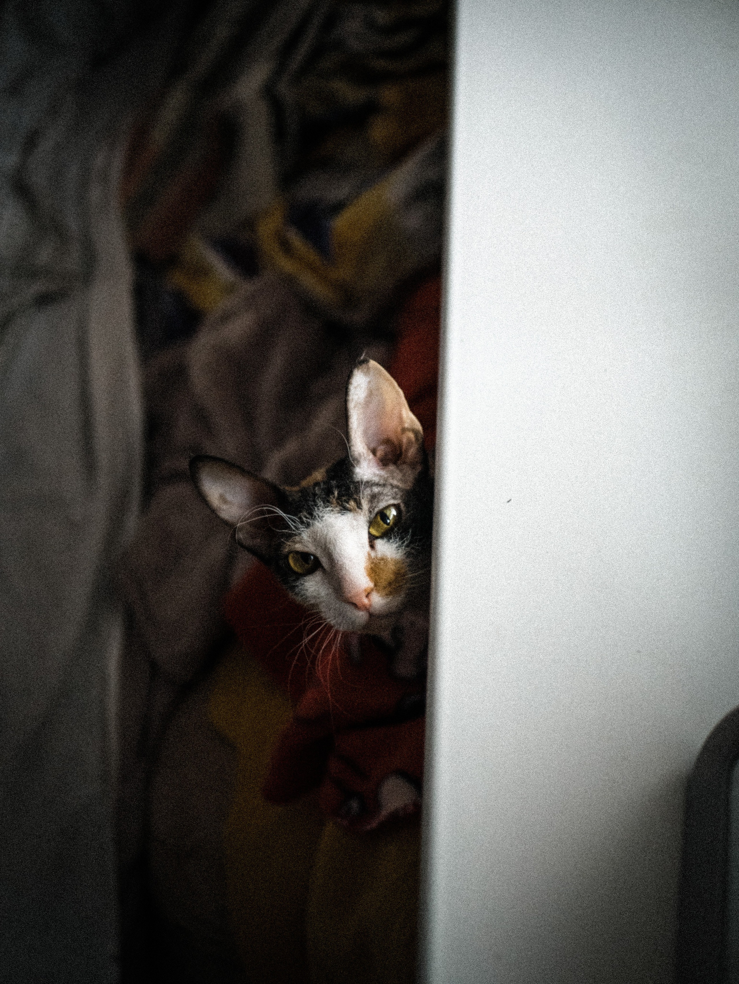 Амир и София. Фотограф Нэля Хаматова