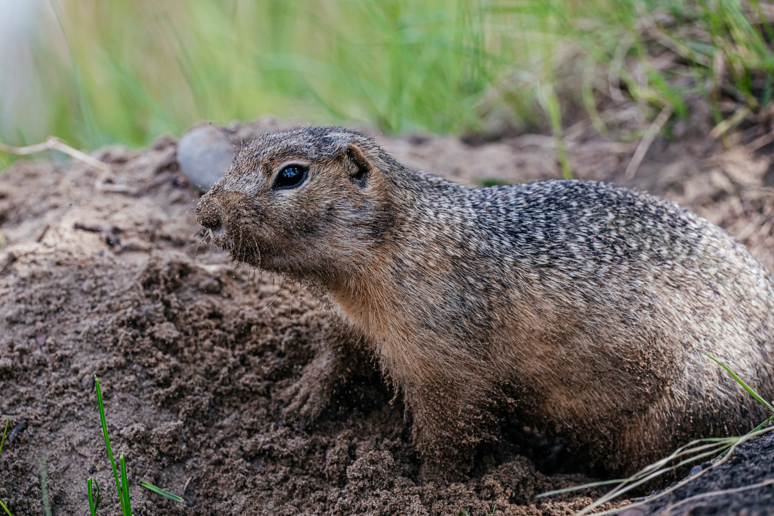 Суслики. Фотограф в Красноярске Оксана Корчагина