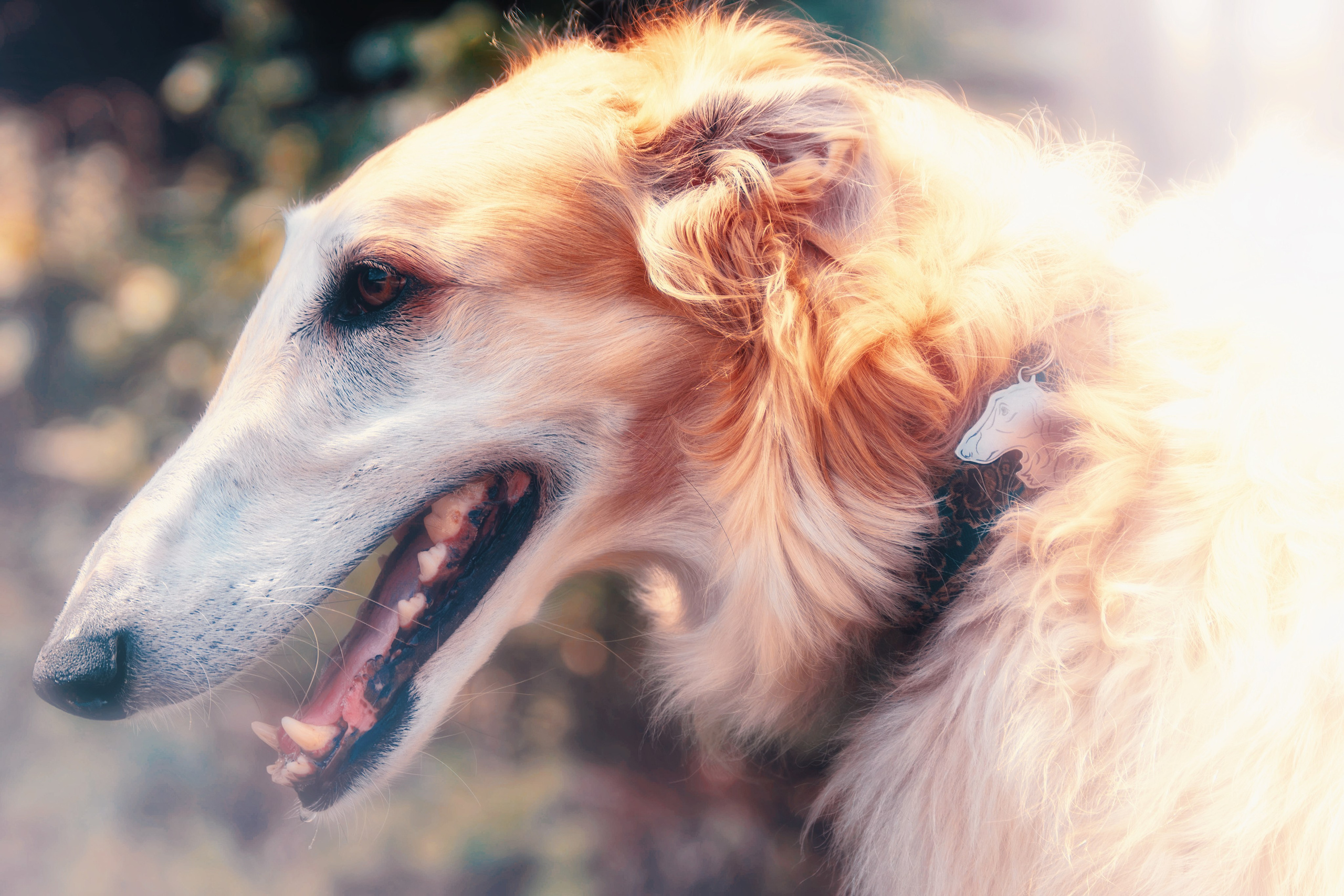 Фотосессия с животными. Фотограф анималист — Тула, Москва