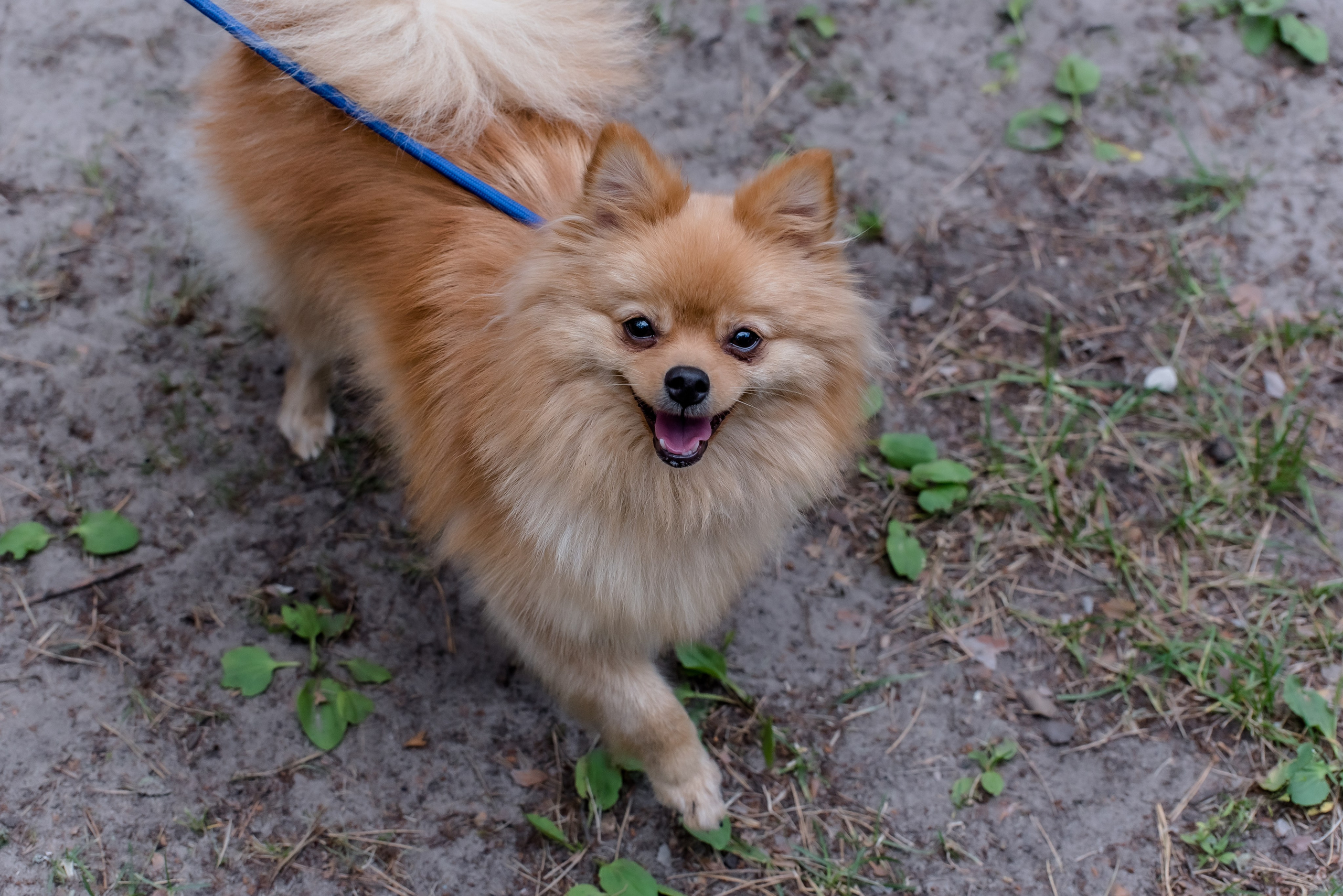 Хвостатые каникулы Детский кинологический лагерь. Фотограф Макс Огурцов в Нижнем Новгороде